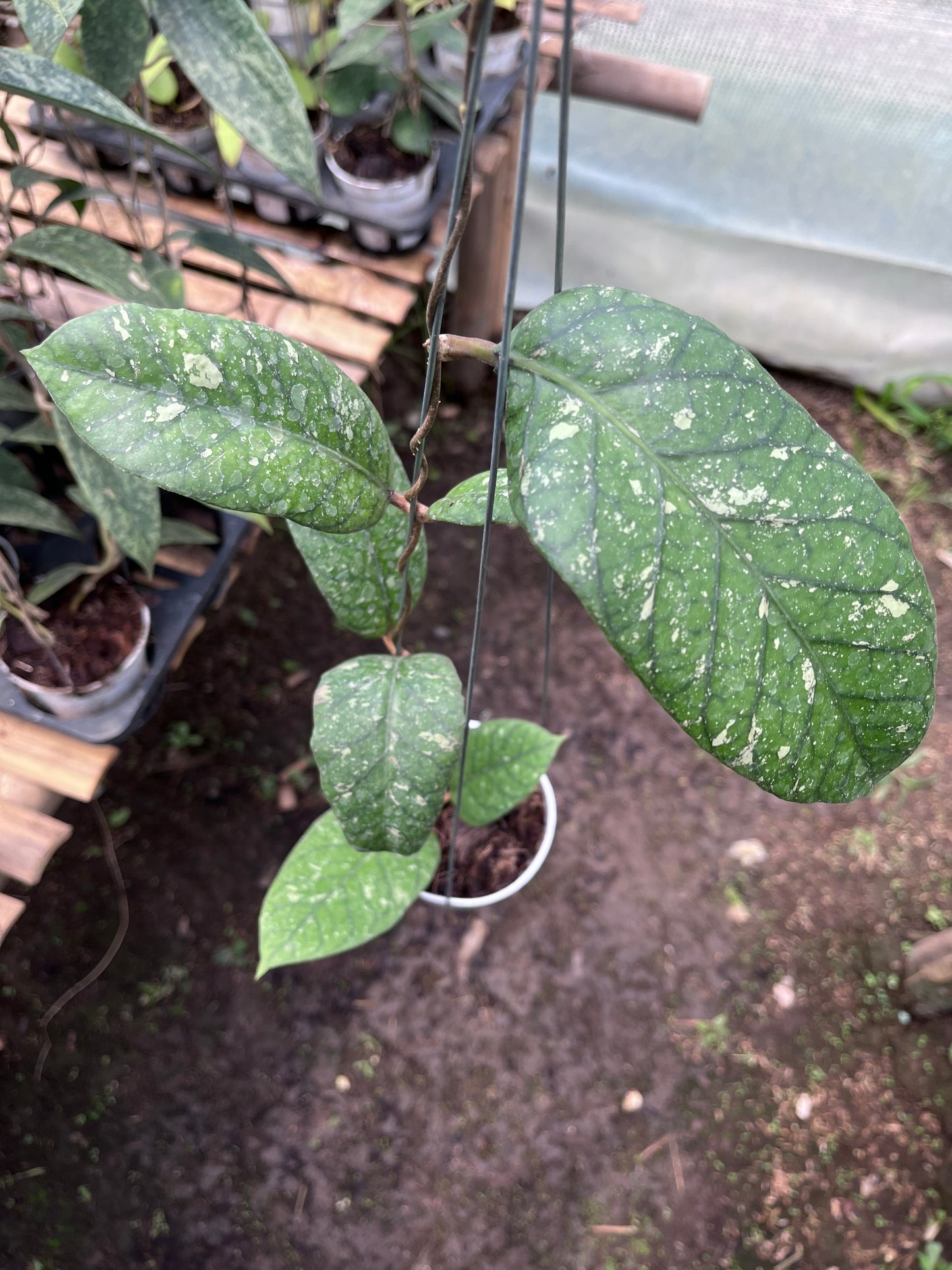Hoya Meridithii Aceh