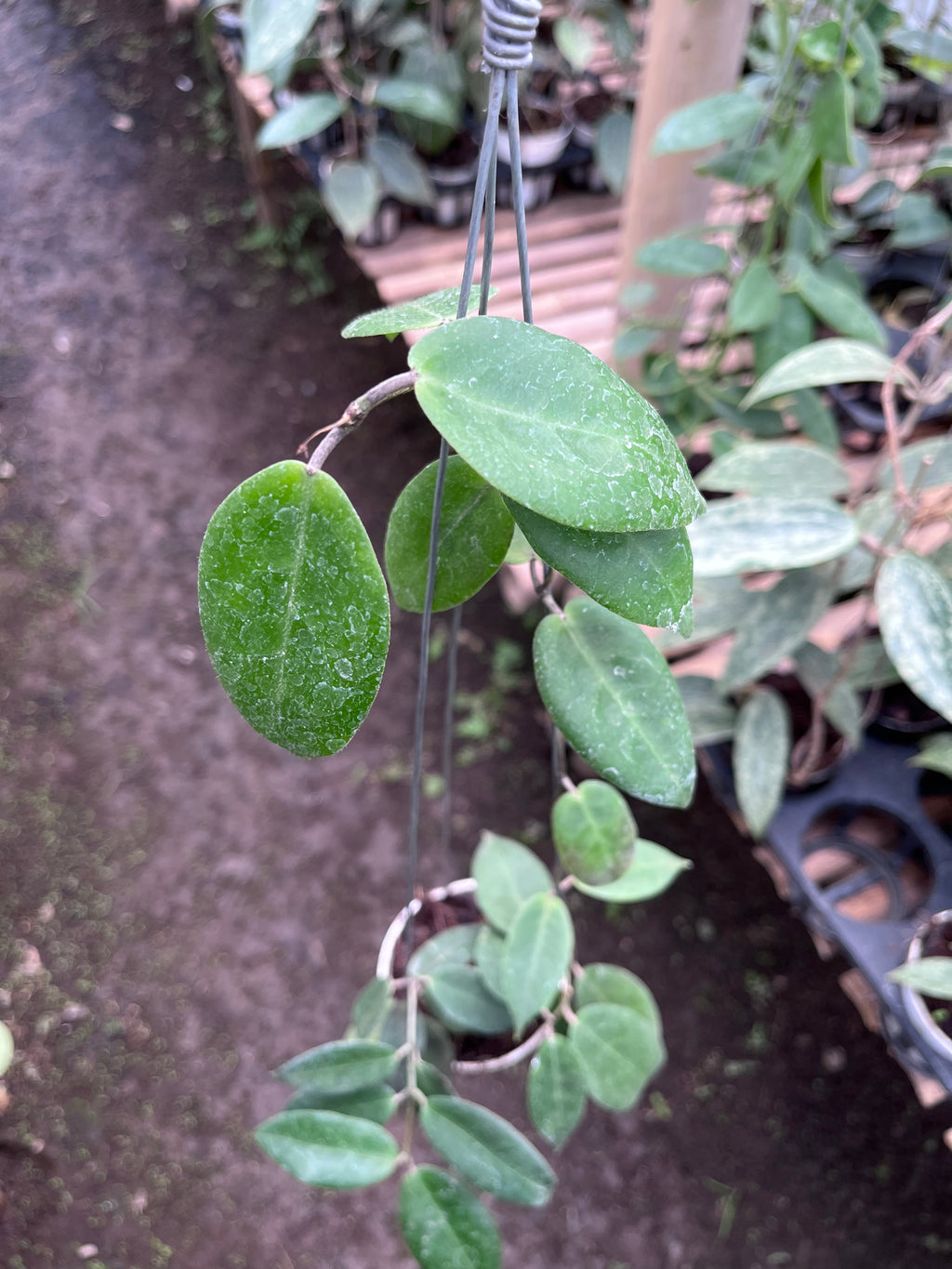 Hoya Piestolepies