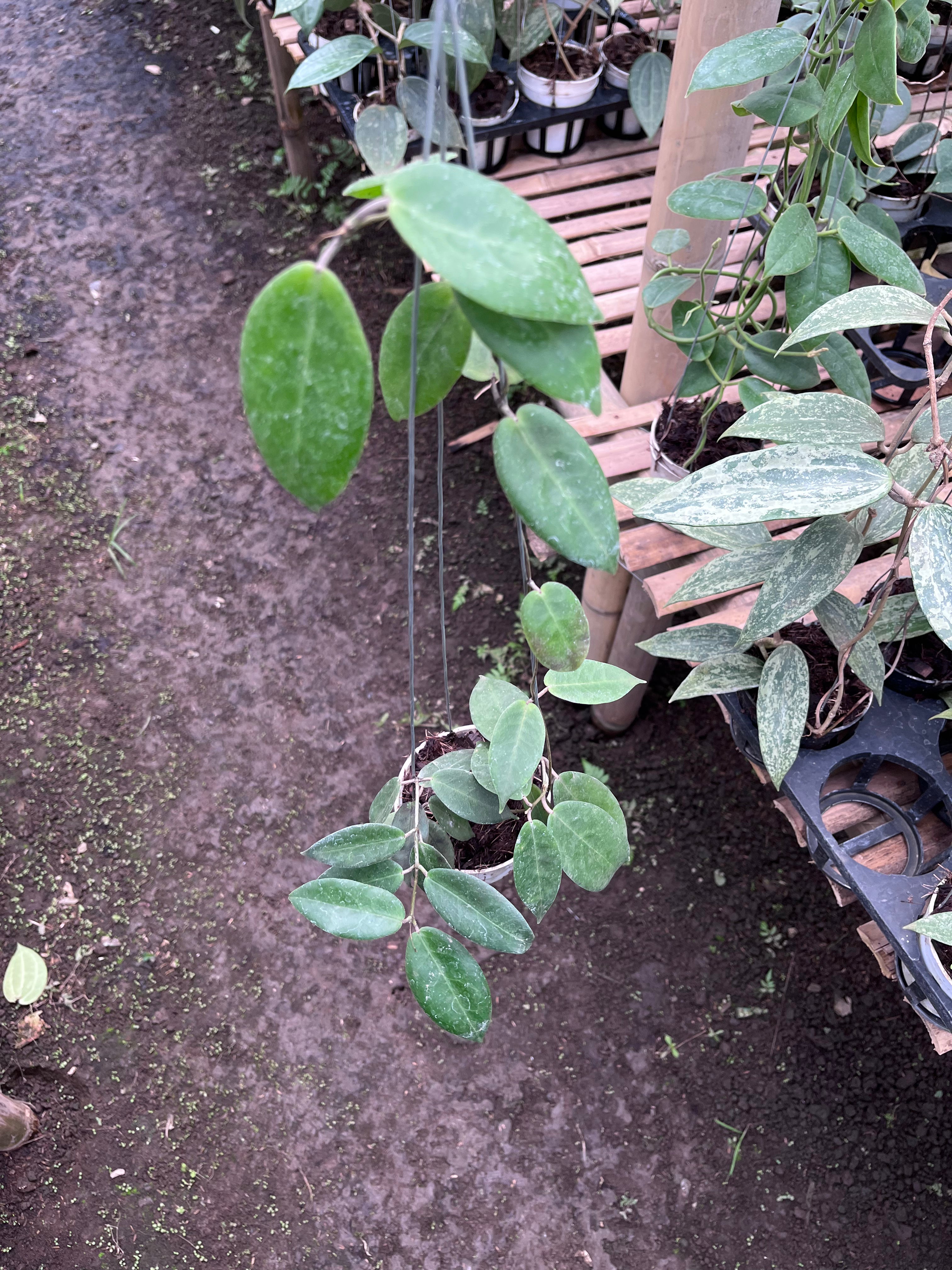 Hoya Piestolepies