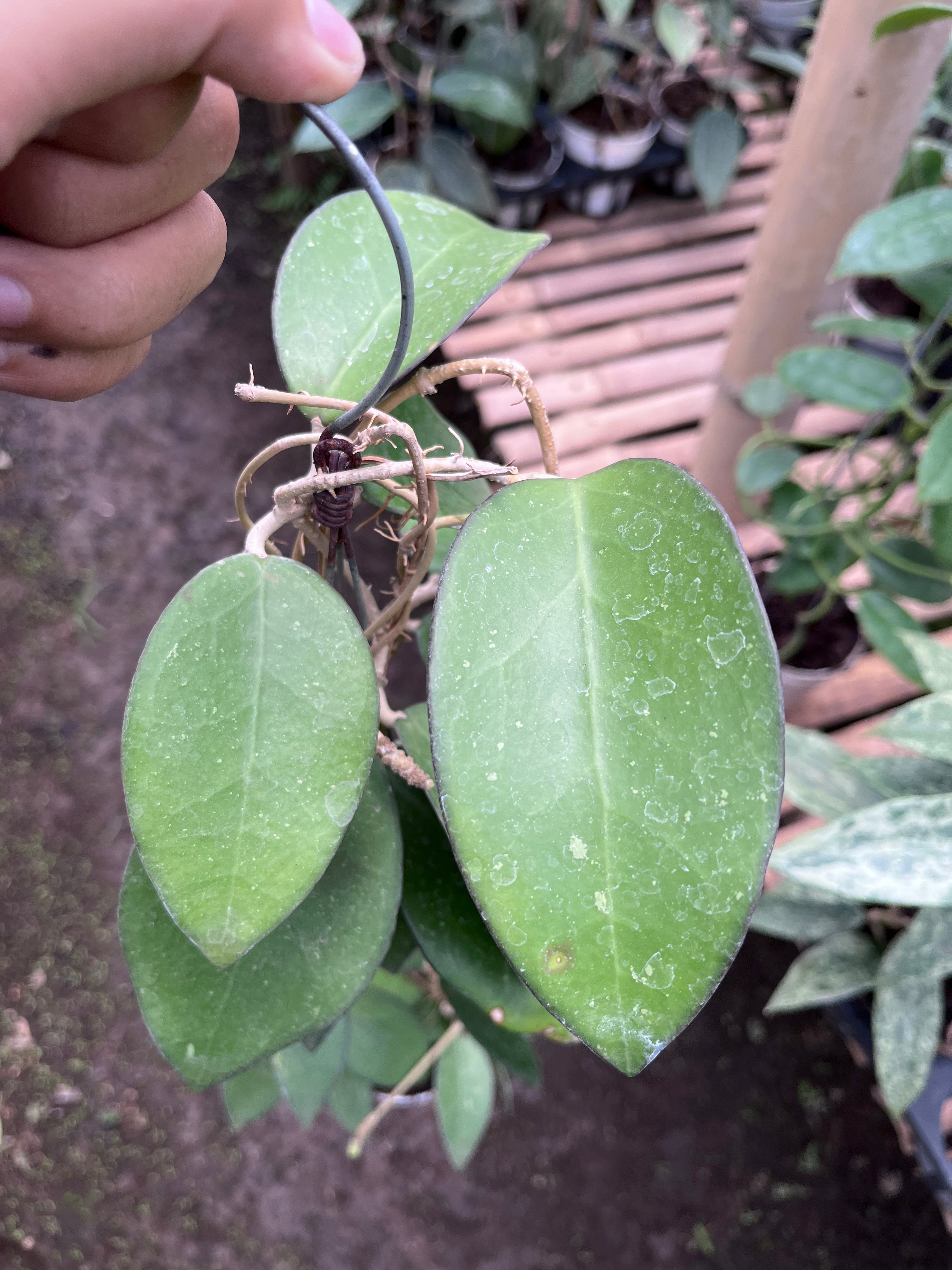 Hoya Vitellina