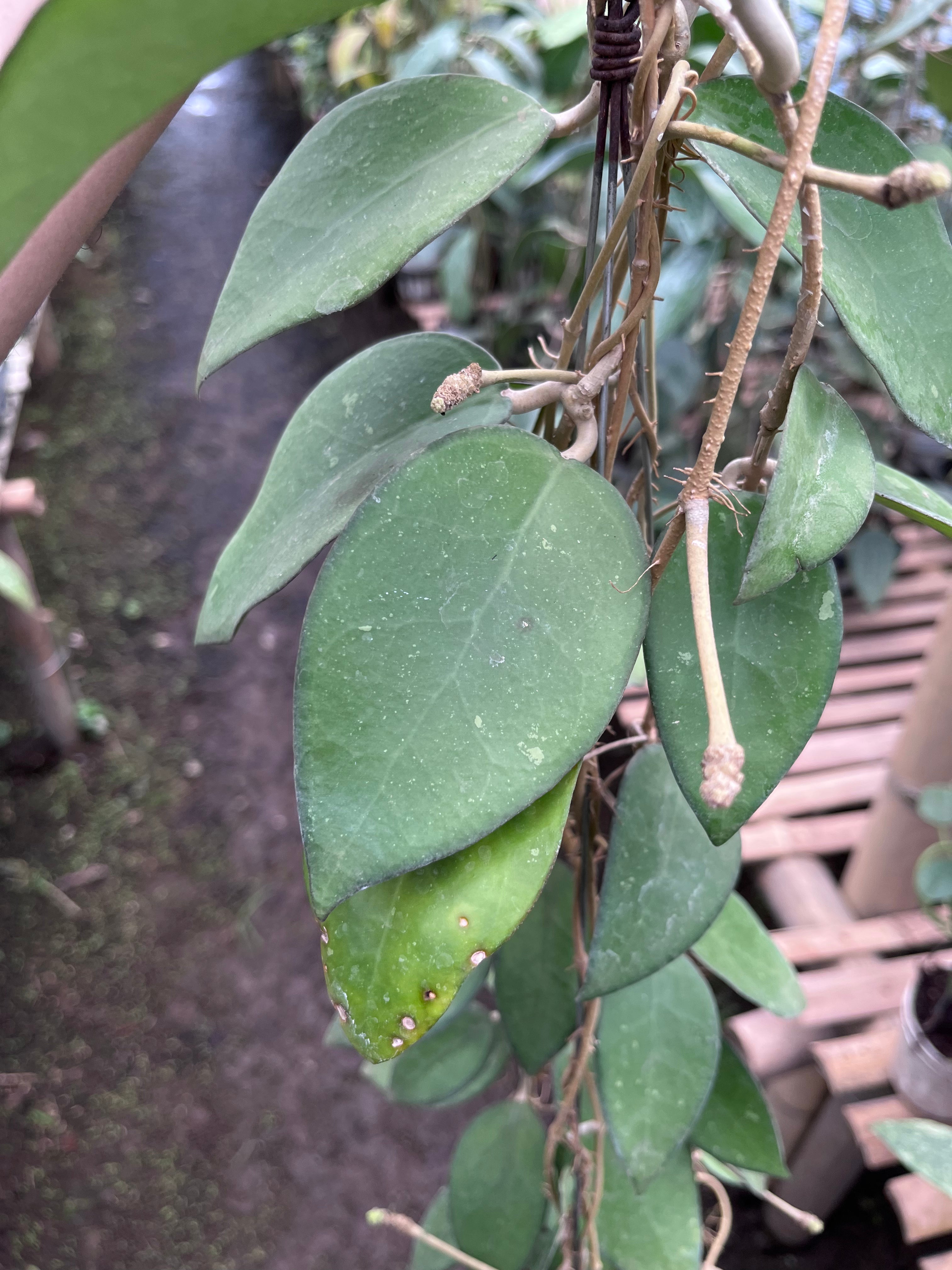 Hoya Vitellina