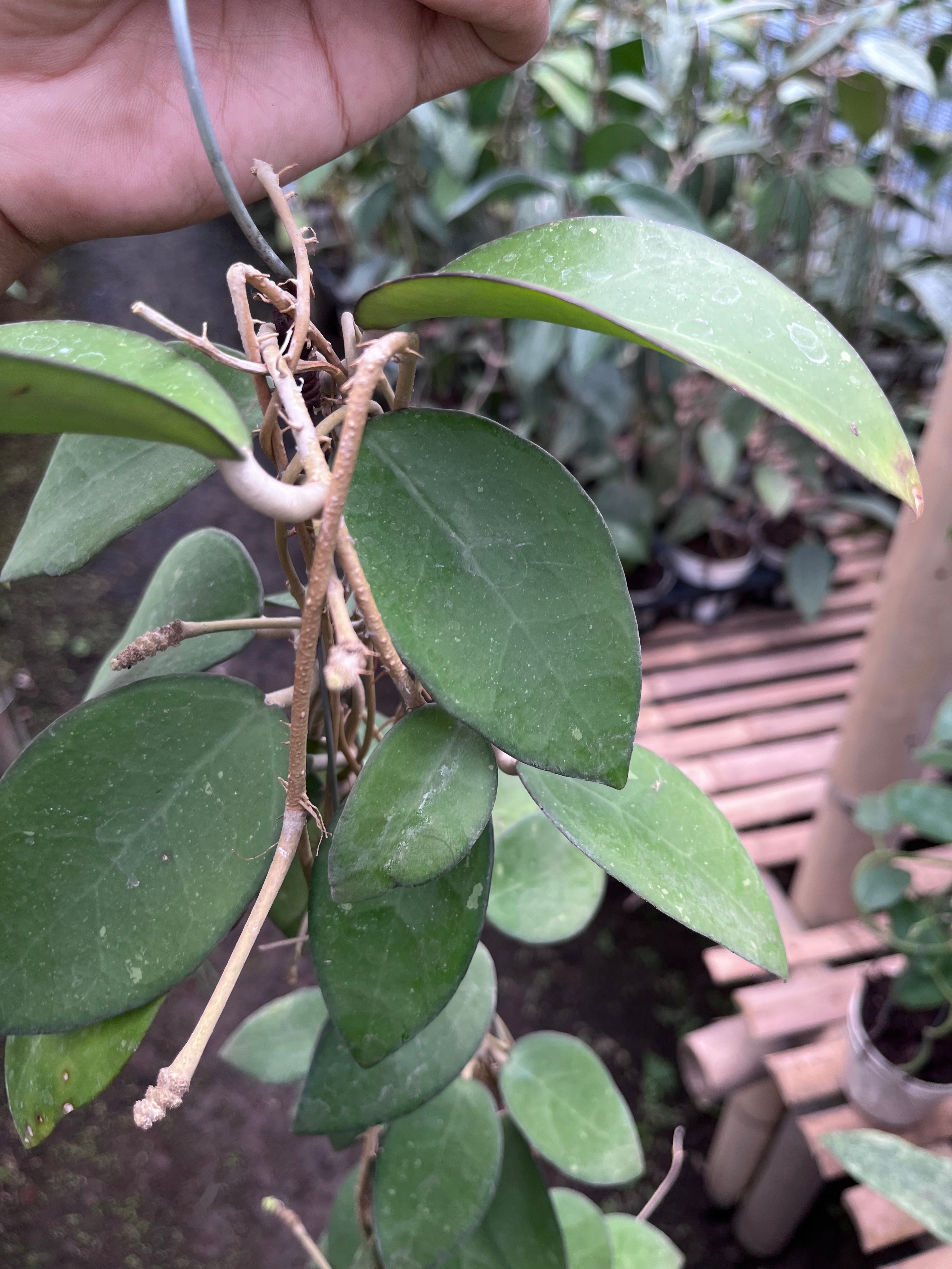 Hoya Vitellina