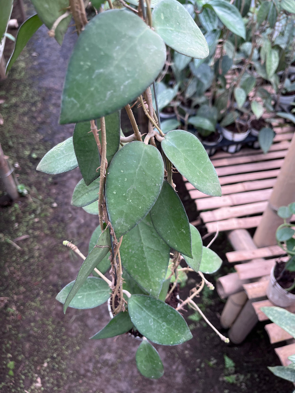 Hoya Vitellina