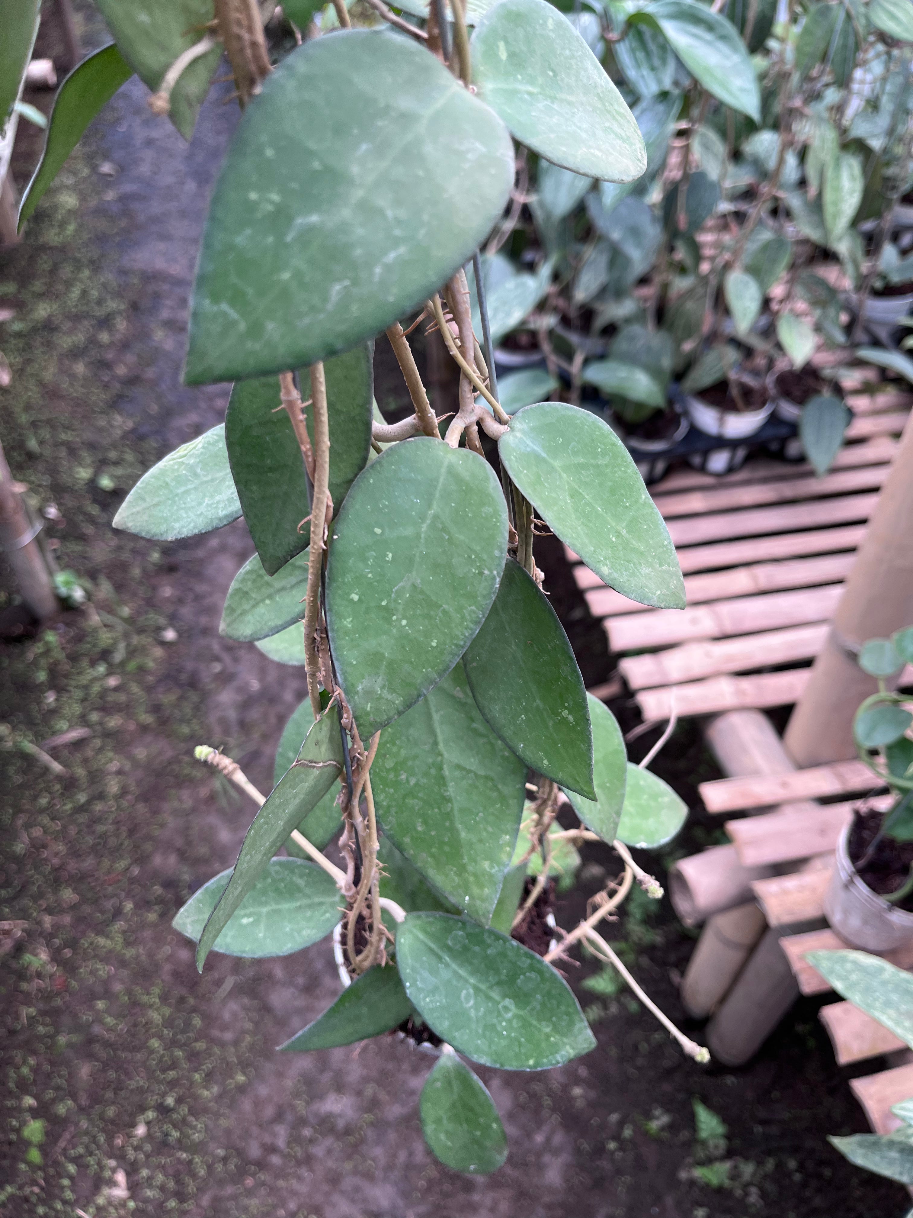 Hoya Vitellina