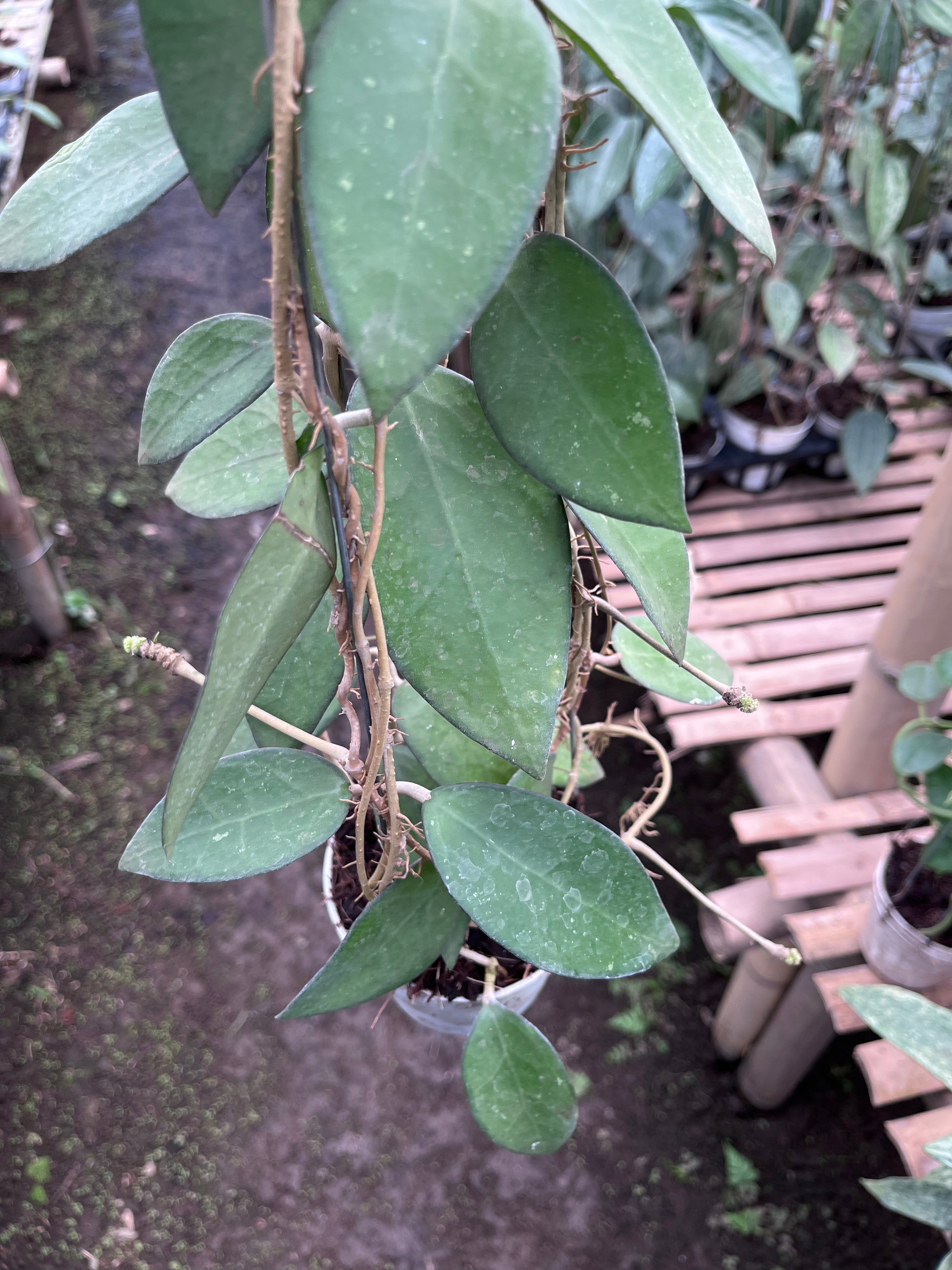 Hoya Vitellina