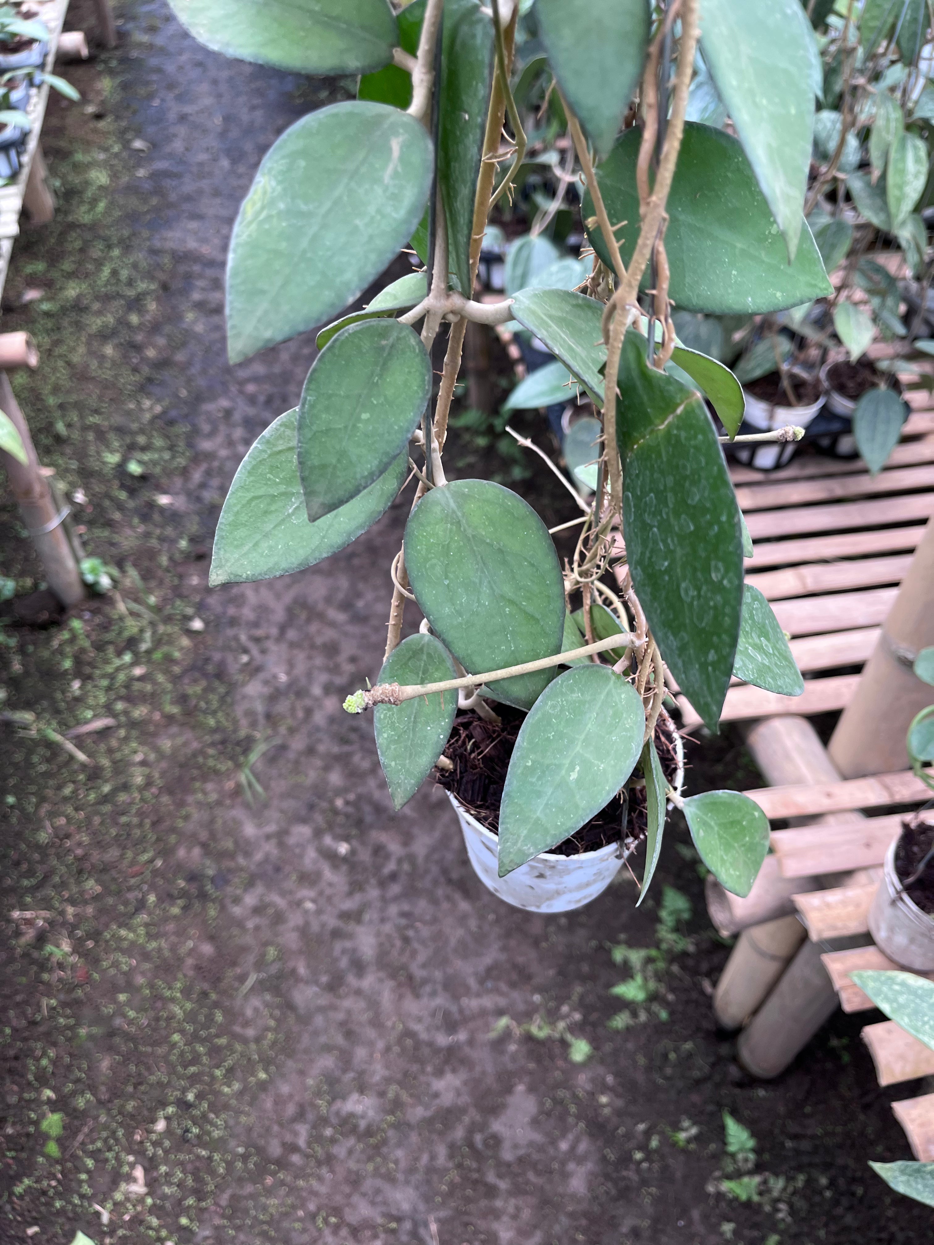 Hoya Vitellina