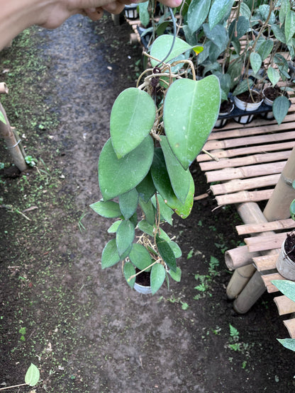 Hoya Vitellina