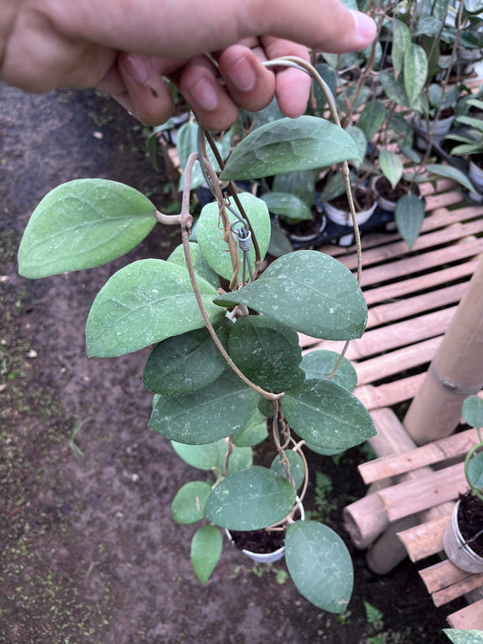 Hoya Vitellina Sp Jabar