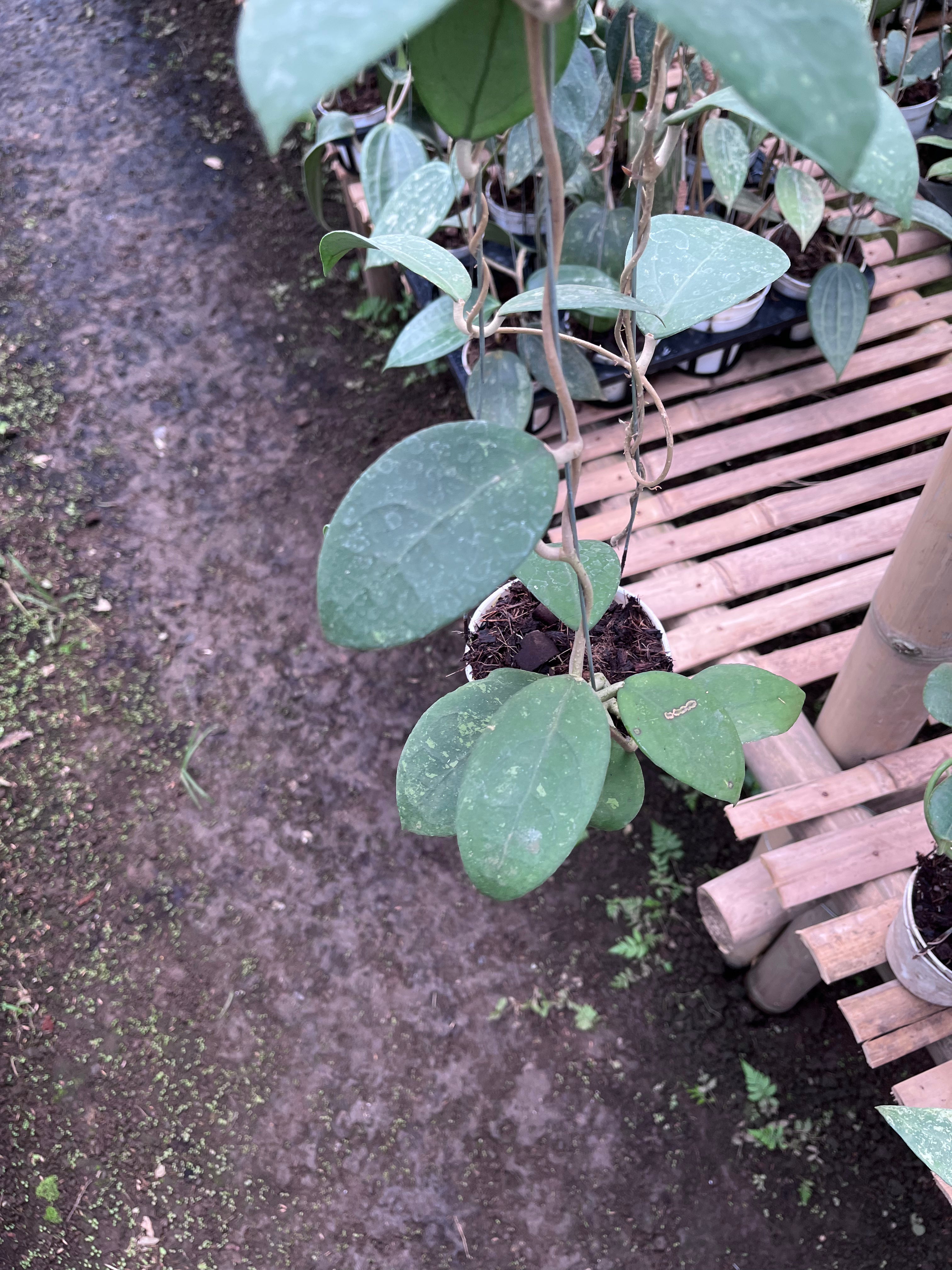 Hoya Vitellina Sp Jabar