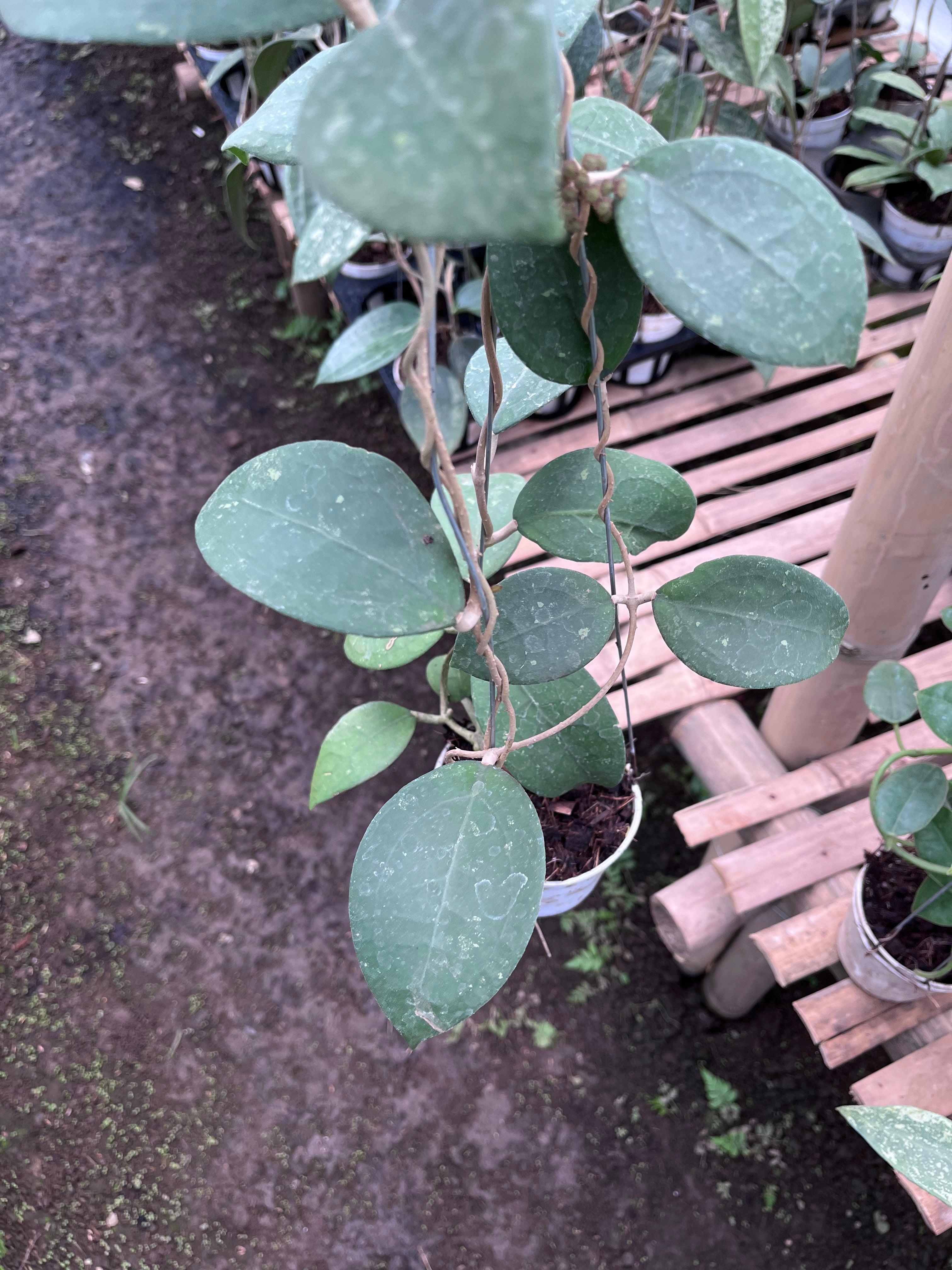 Hoya Vitellina Sp Jabar