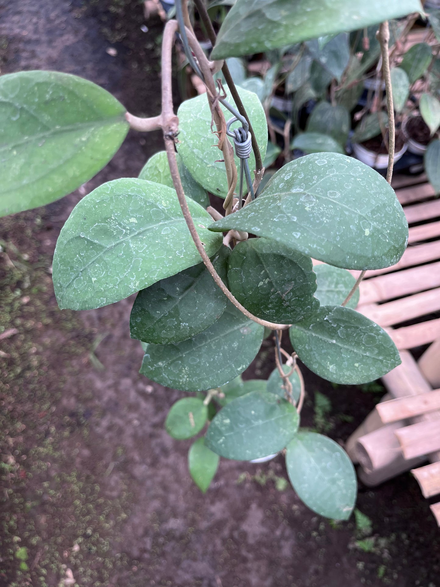 Hoya Vitellina Sp Jabar