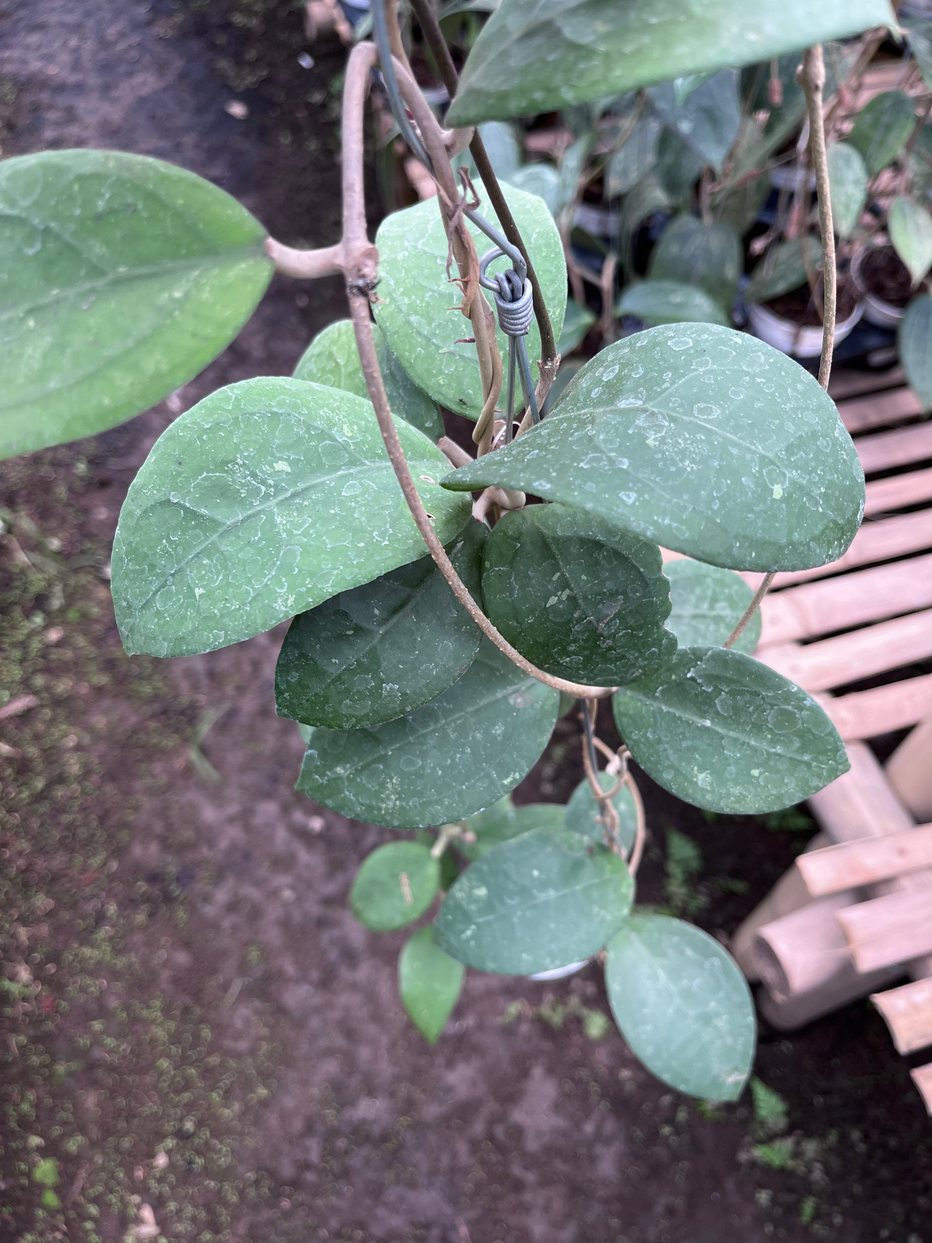 Hoya Vitellina Sp Jabar