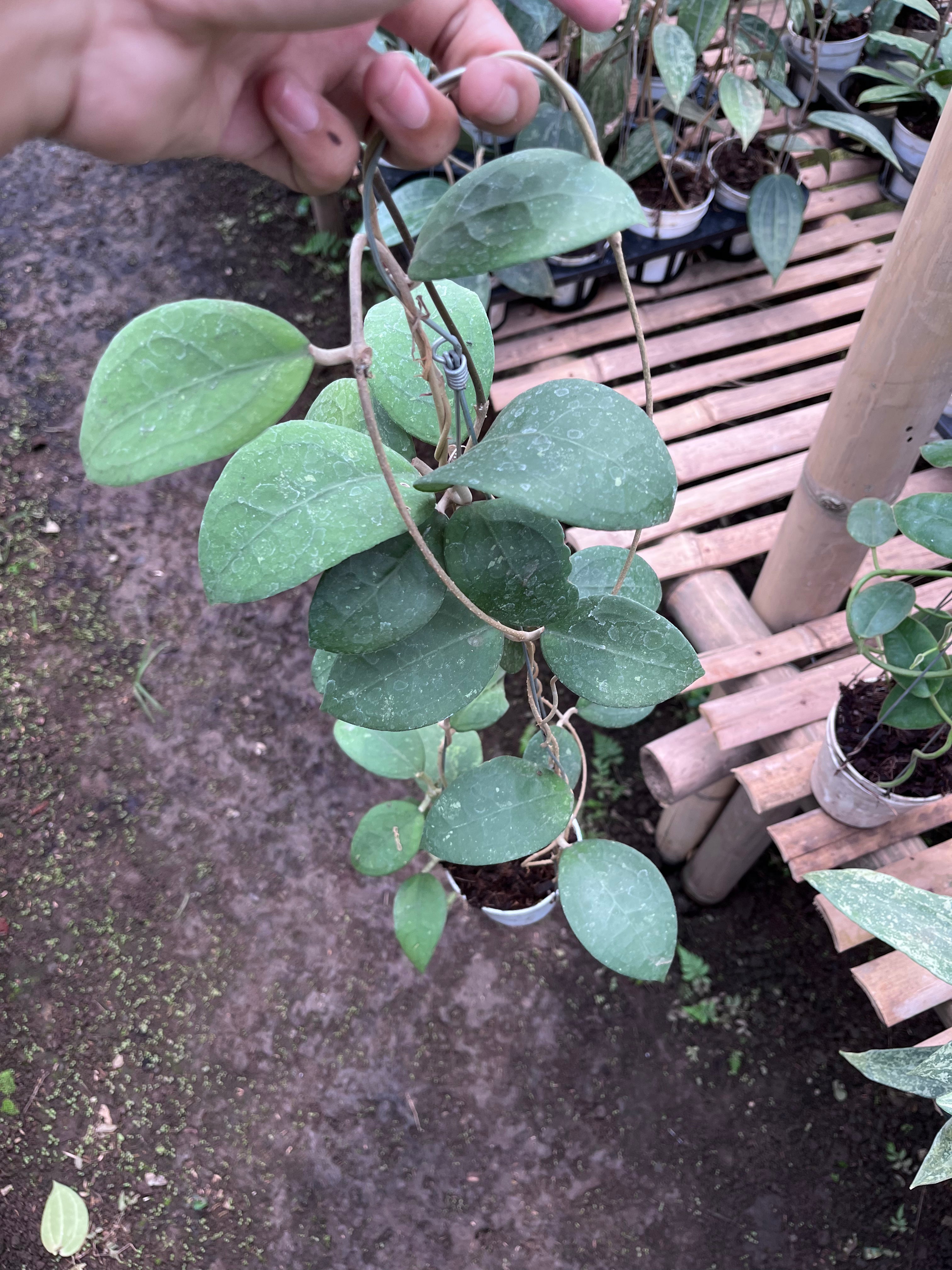 Hoya Vitellina Sp Jabar