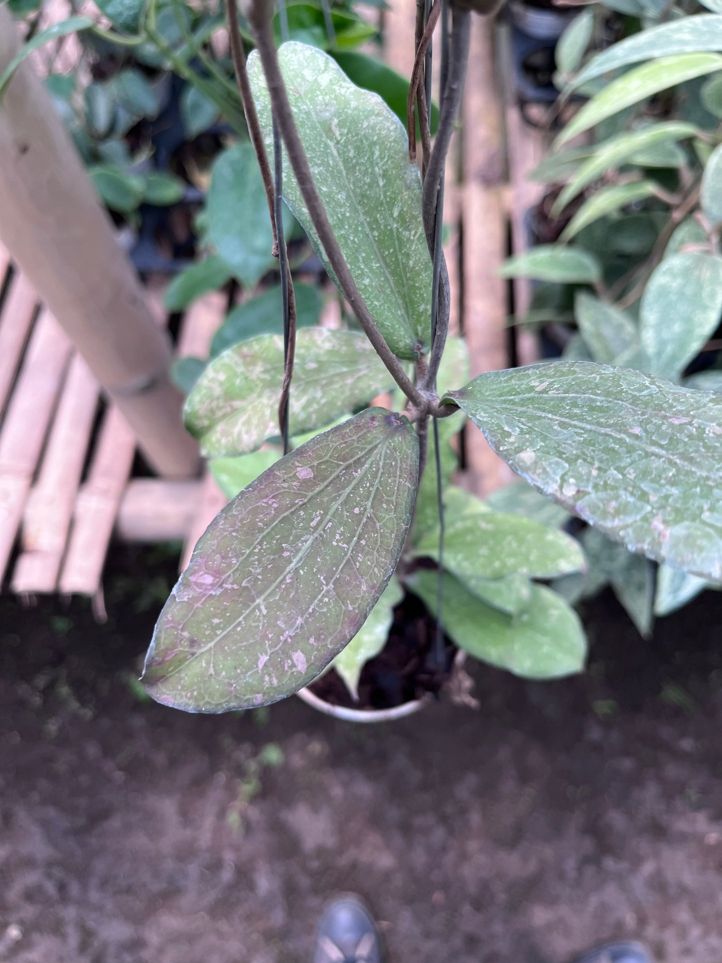 Hoya Erythrina Splash