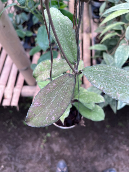 Hoya Erythrina Splash
