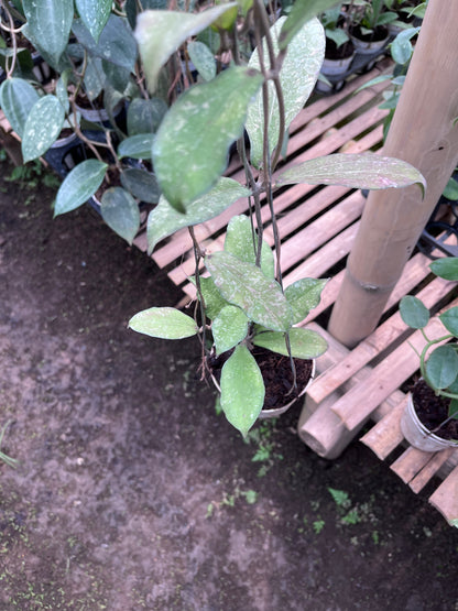 Hoya Erythrina Splash