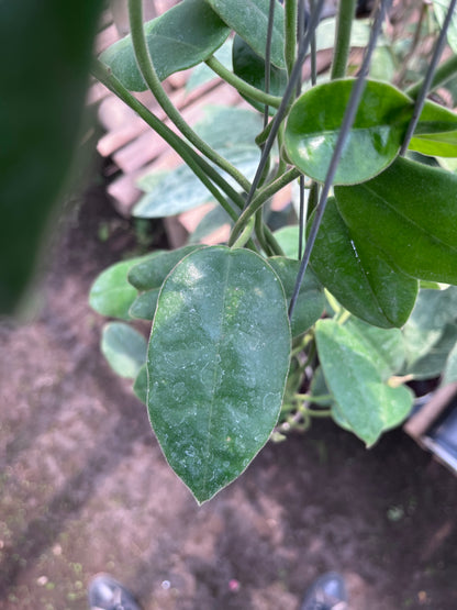 Hoya Aff Lauterbachii