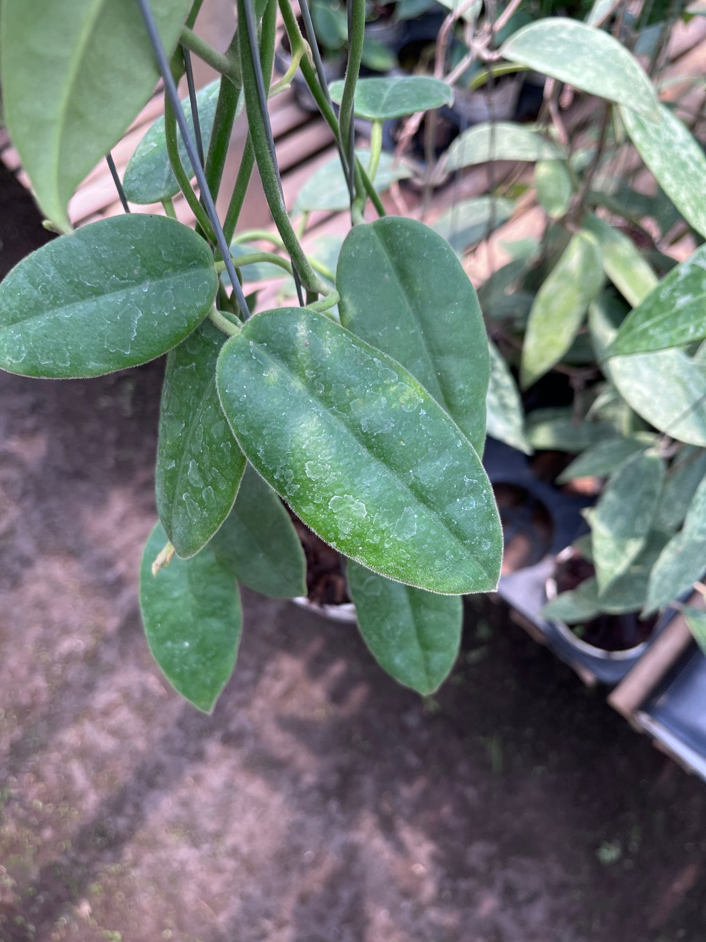 Hoya Aff Lauterbachii