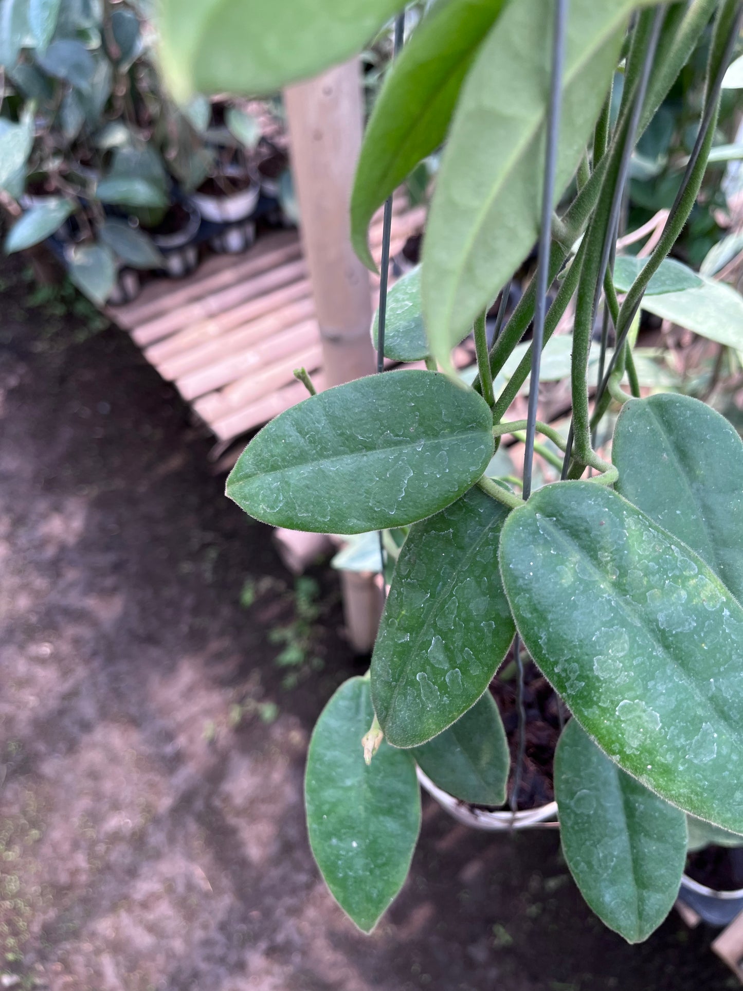 Hoya Aff Lauterbachii