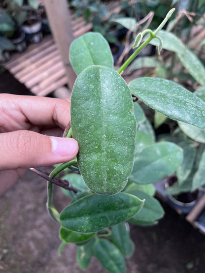 Hoya Aff Lauterbachii