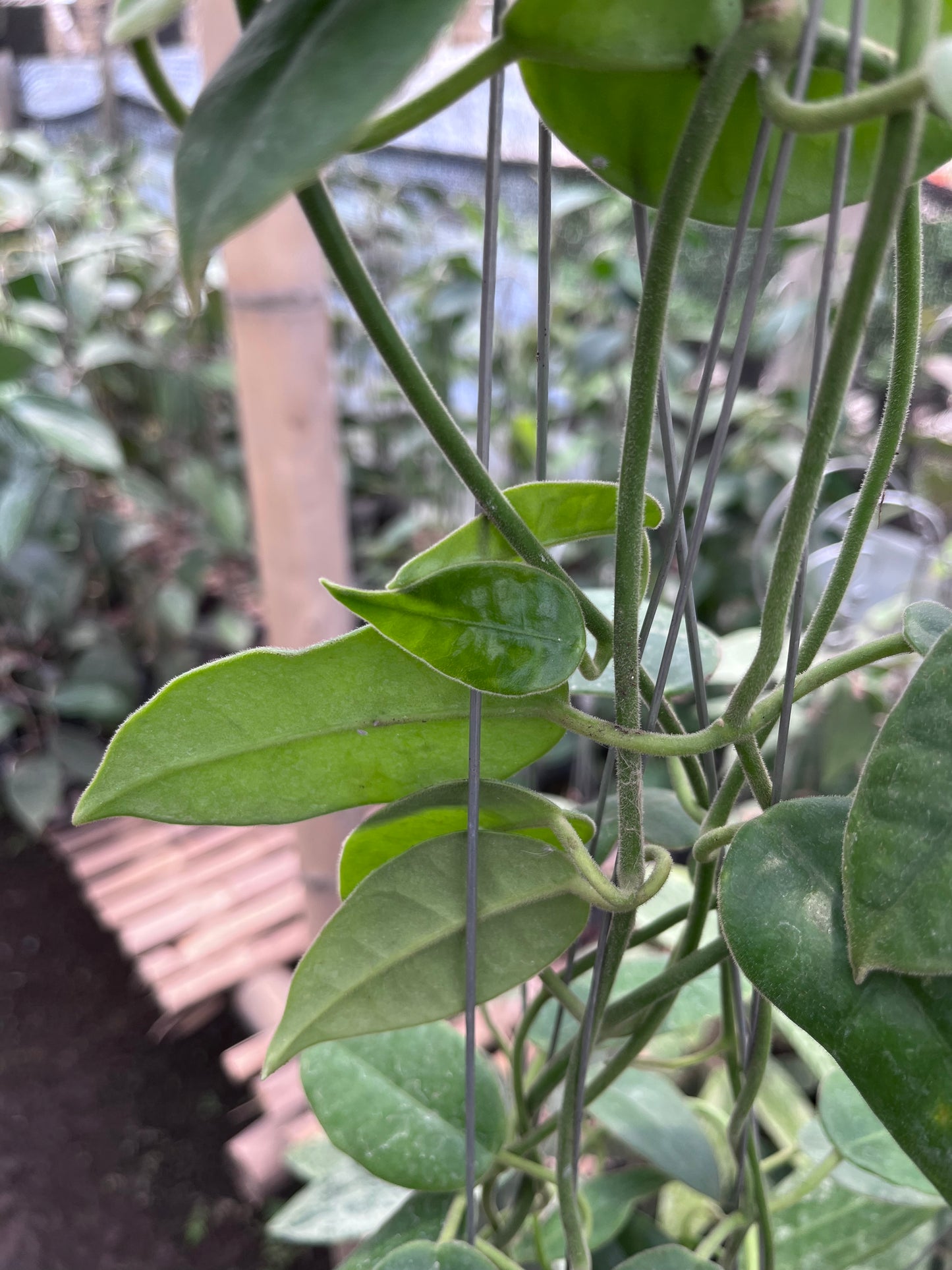 Hoya Aff Lauterbachii