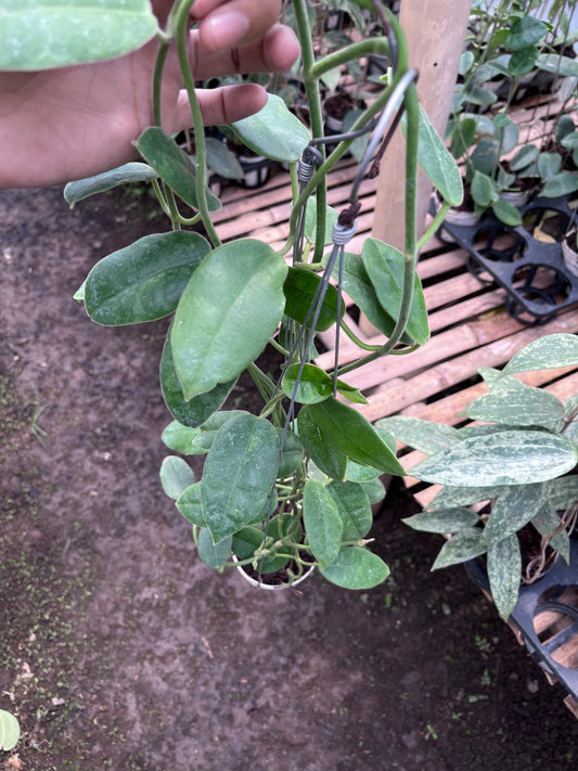 Hoya Aff Lauterbachii