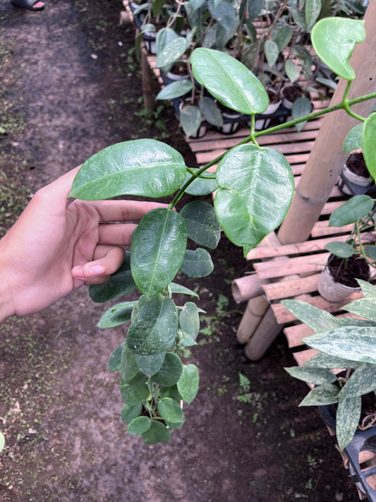 Hoya Eriostemma