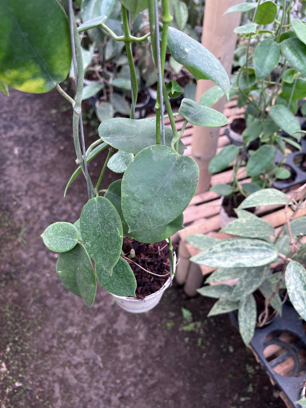 Hoya Eriostemma