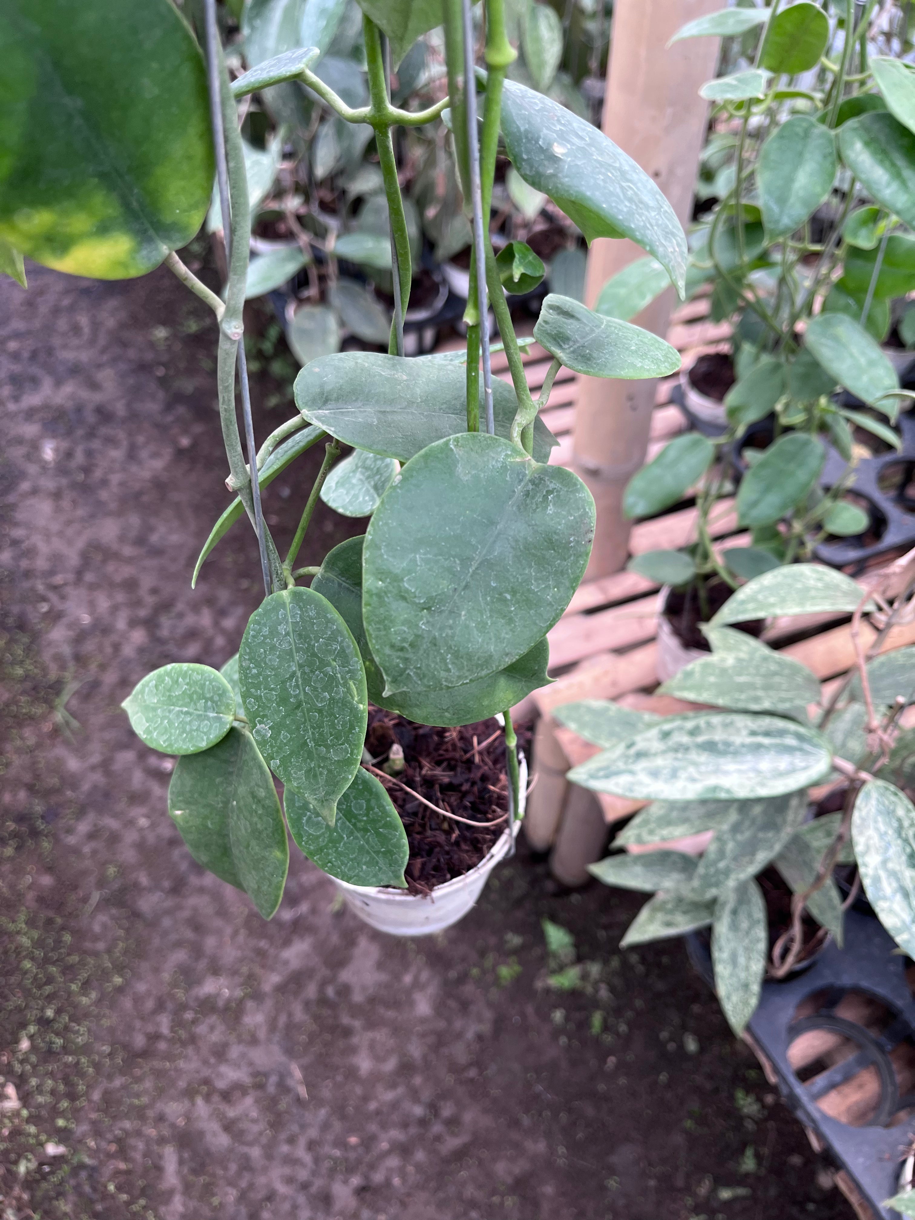 Hoya Eriostemma