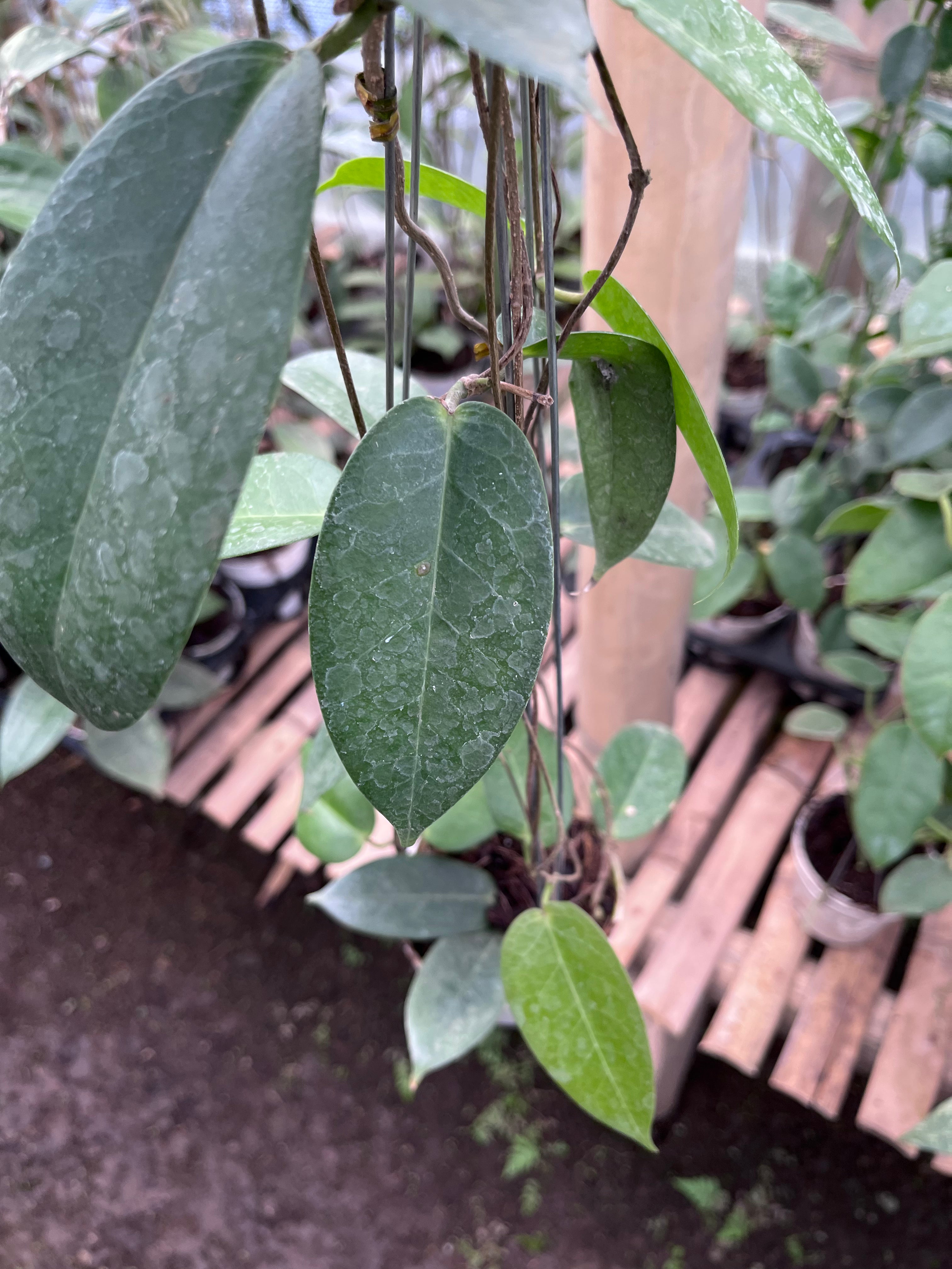 Hoya Montana