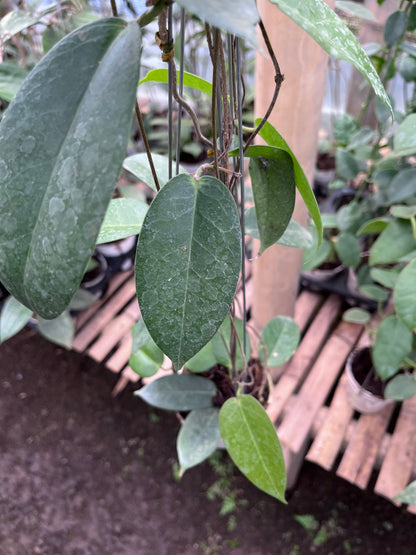 Hoya Montana