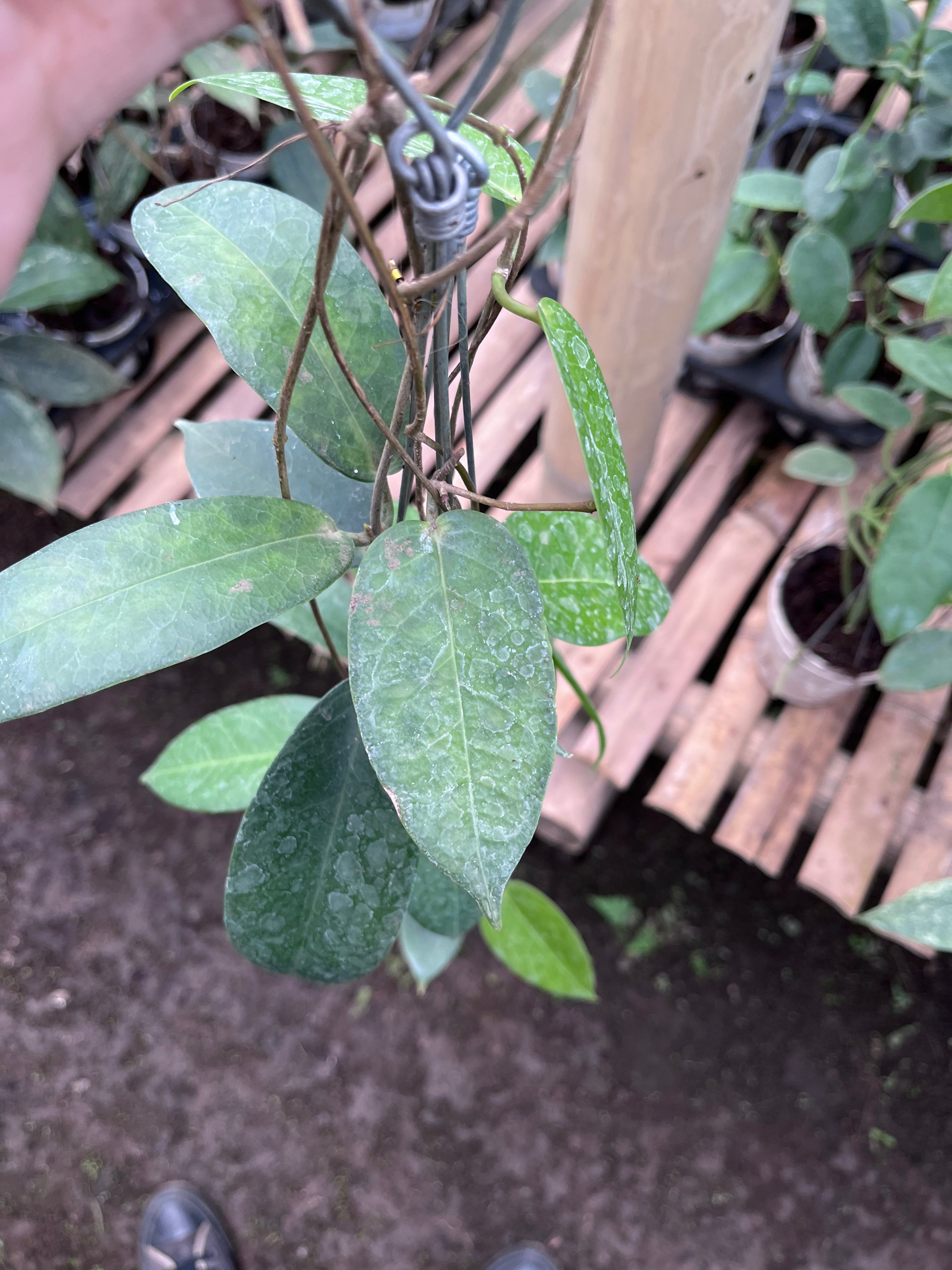 Hoya Montana