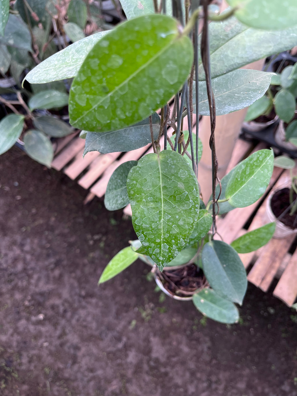 Hoya Montana