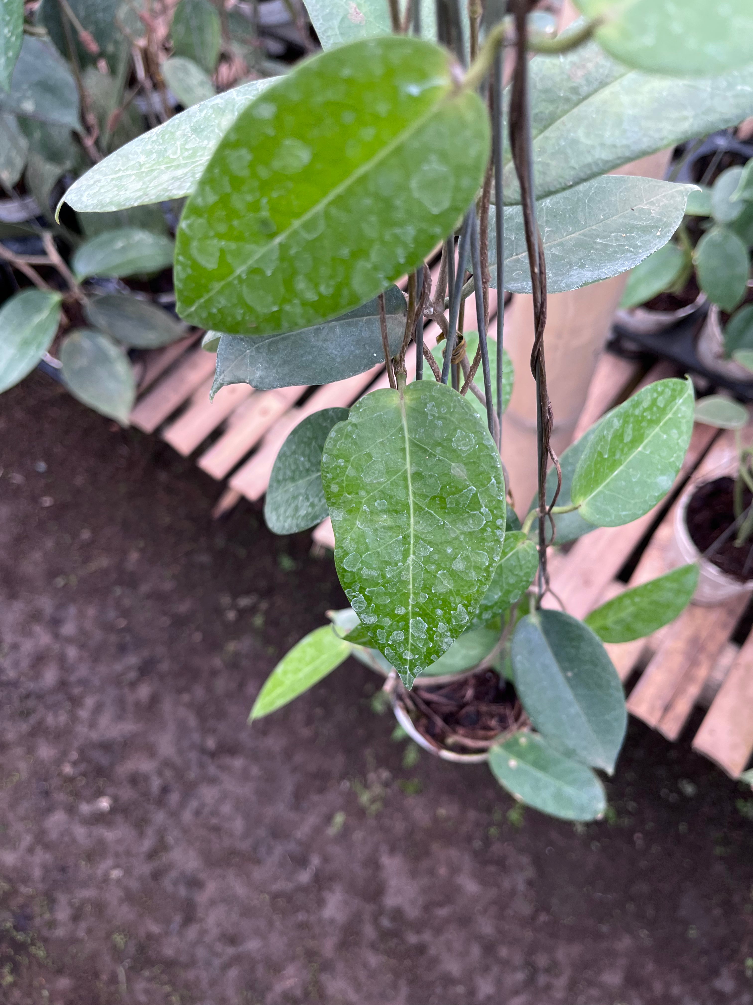 Hoya Montana