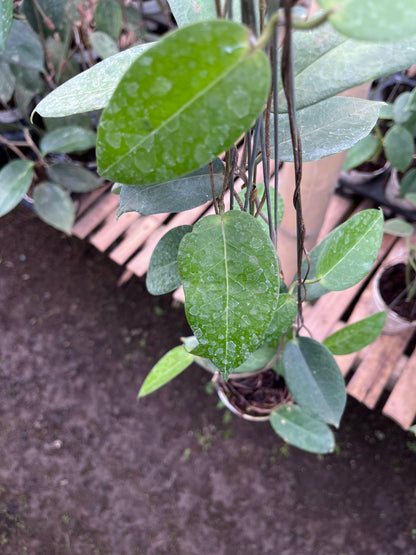 Hoya Montana