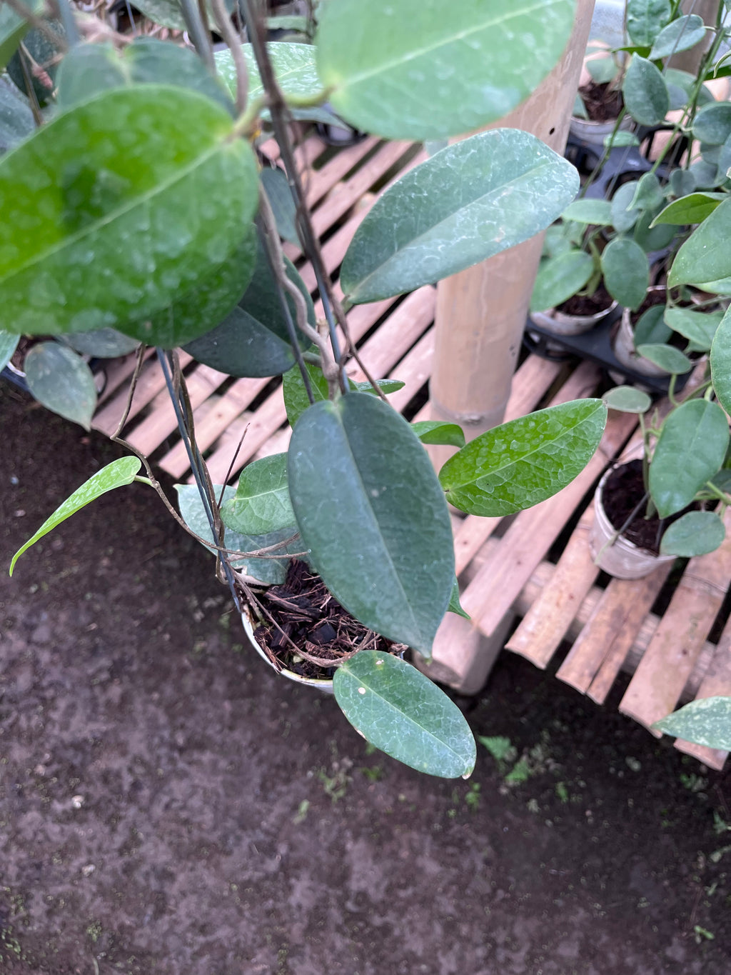 Hoya Montana