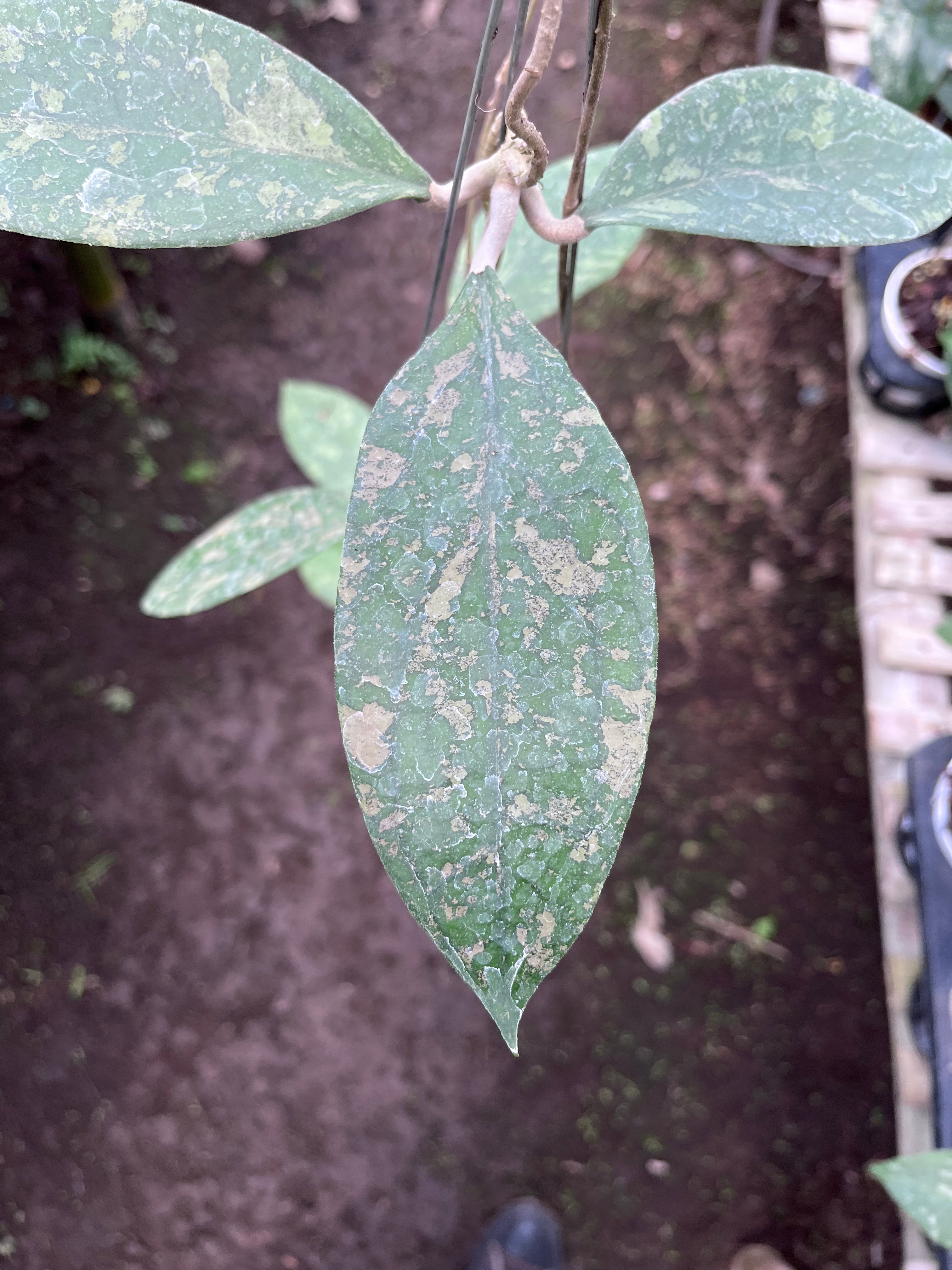 Hoya Verticilata Jabar