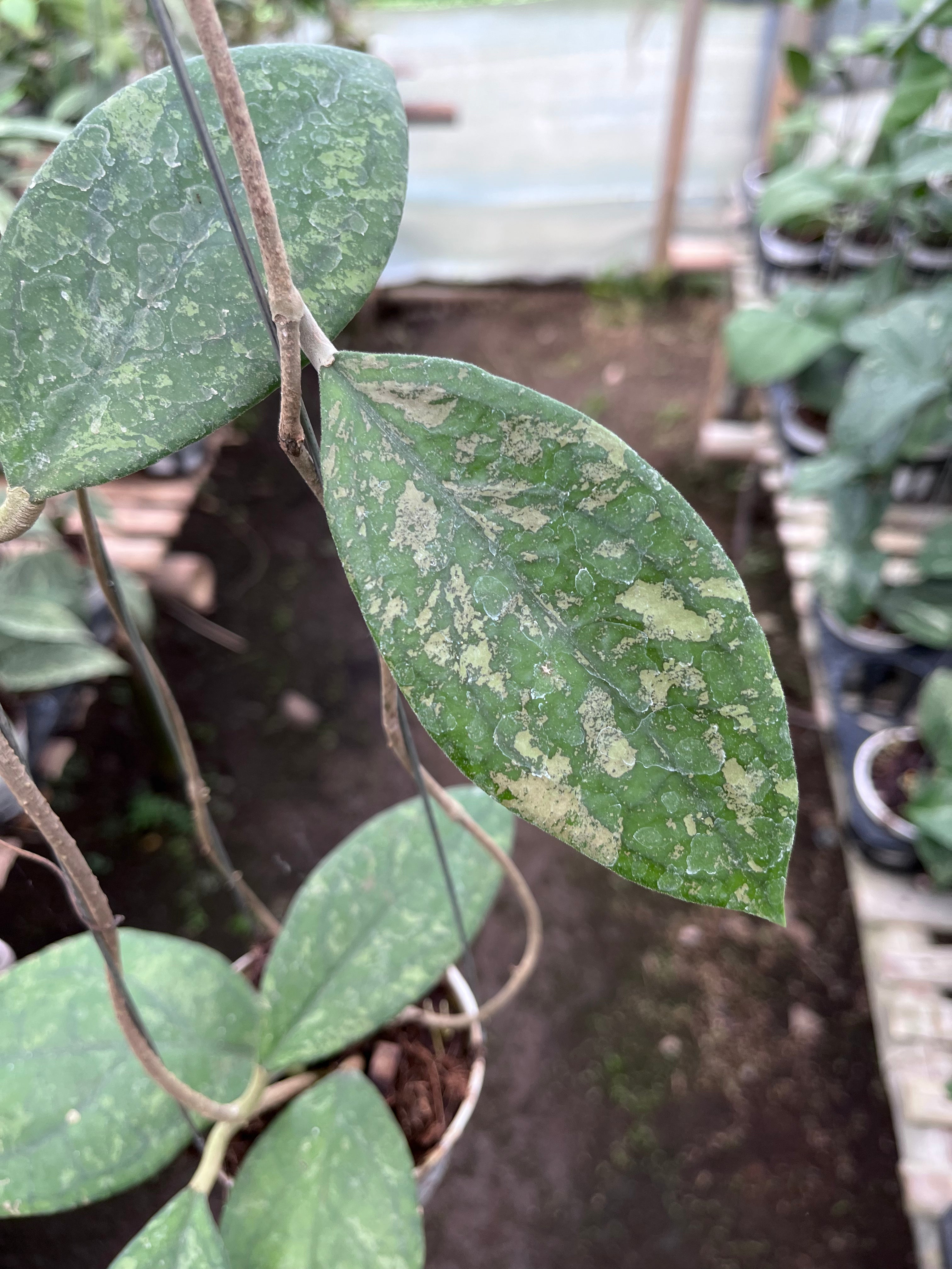Hoya Verticilata Jabar
