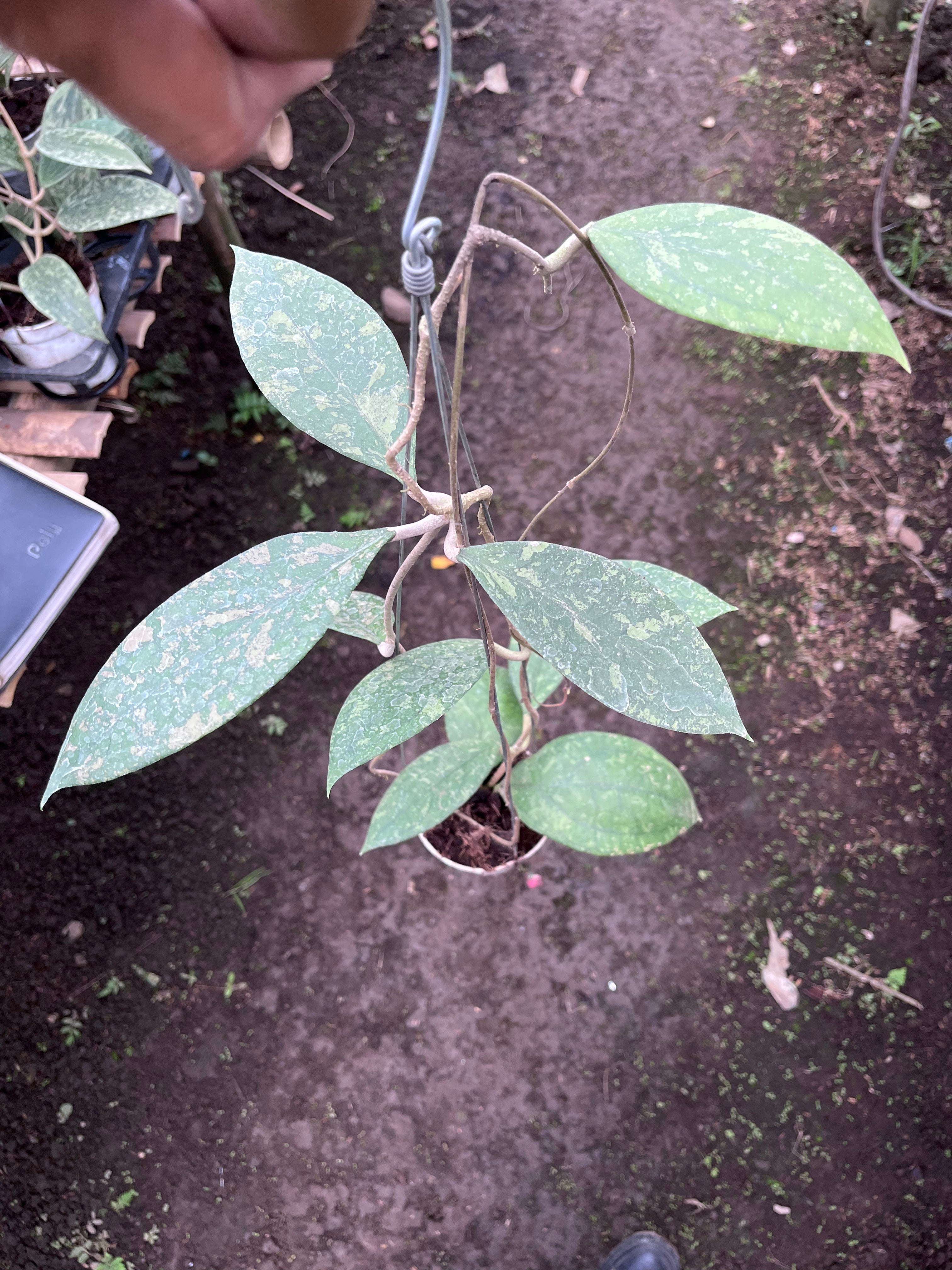 Hoya Verticilata Jabar
