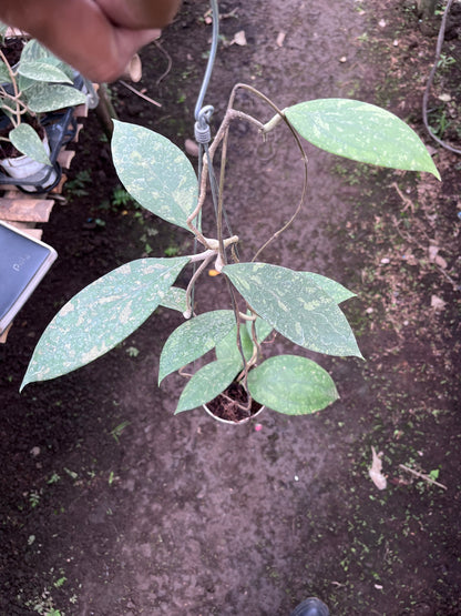 Hoya Verticilata Jabar