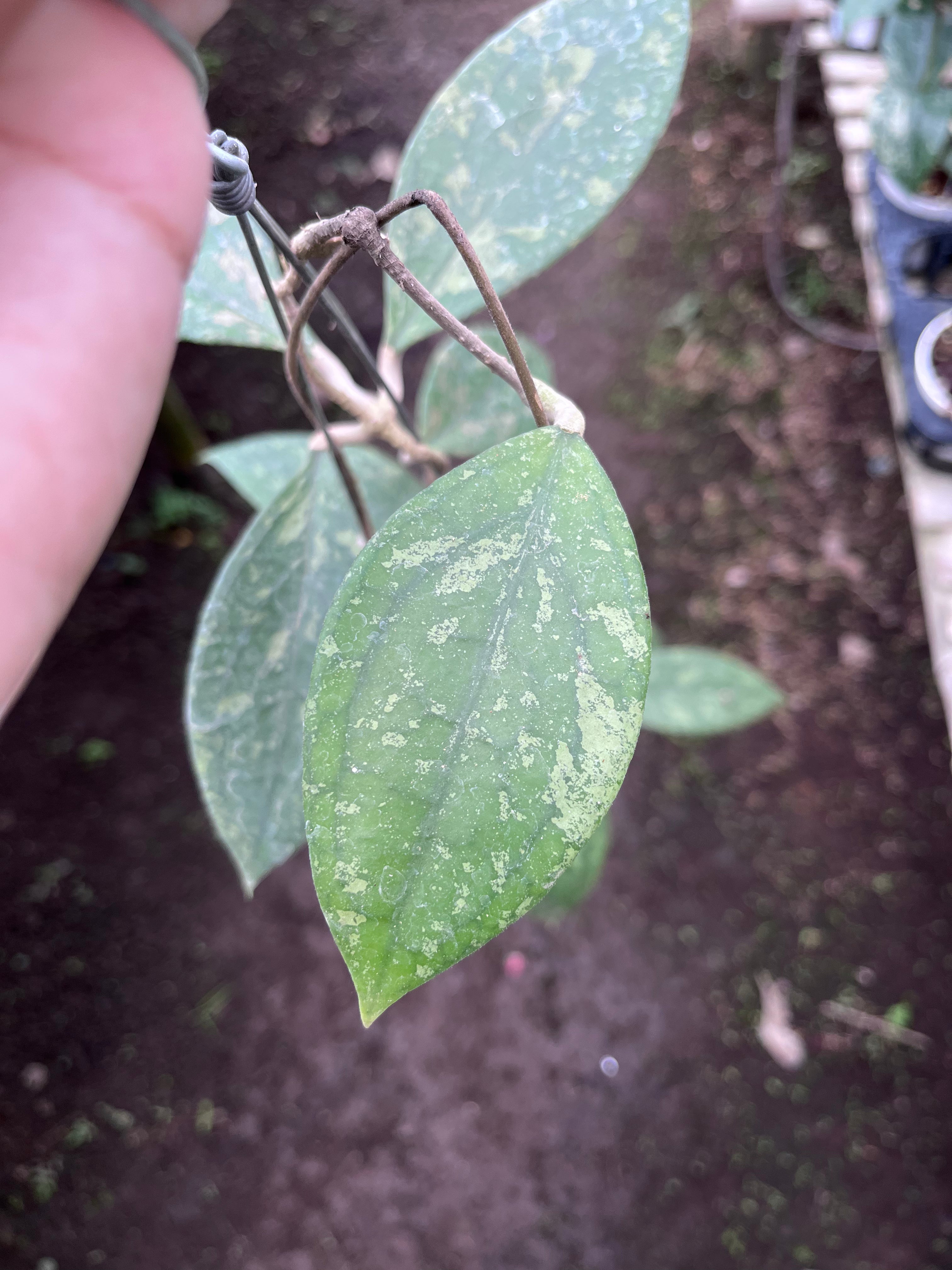 Hoya Verticilata Jabar