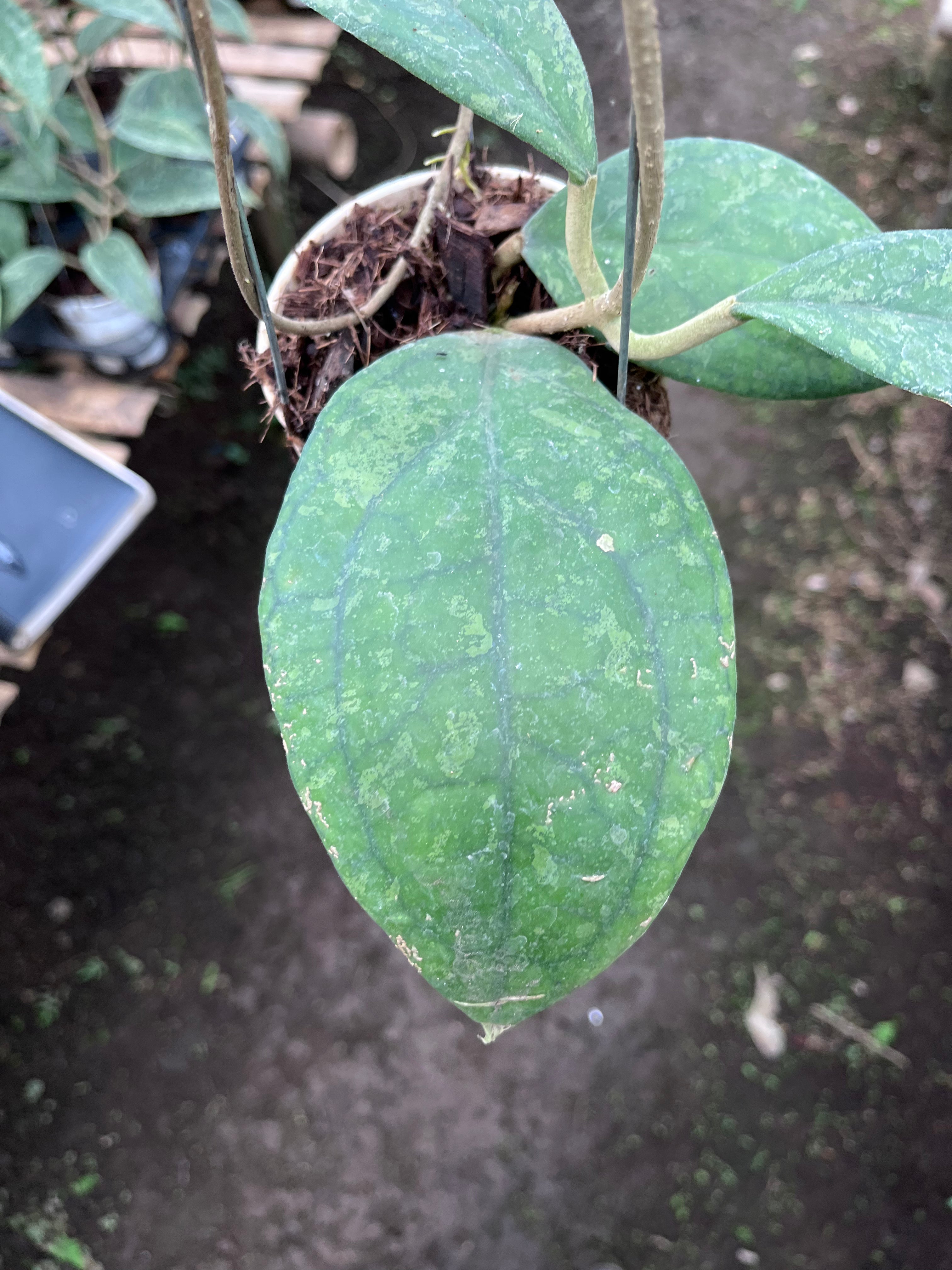 Hoya Verticilata Jabar