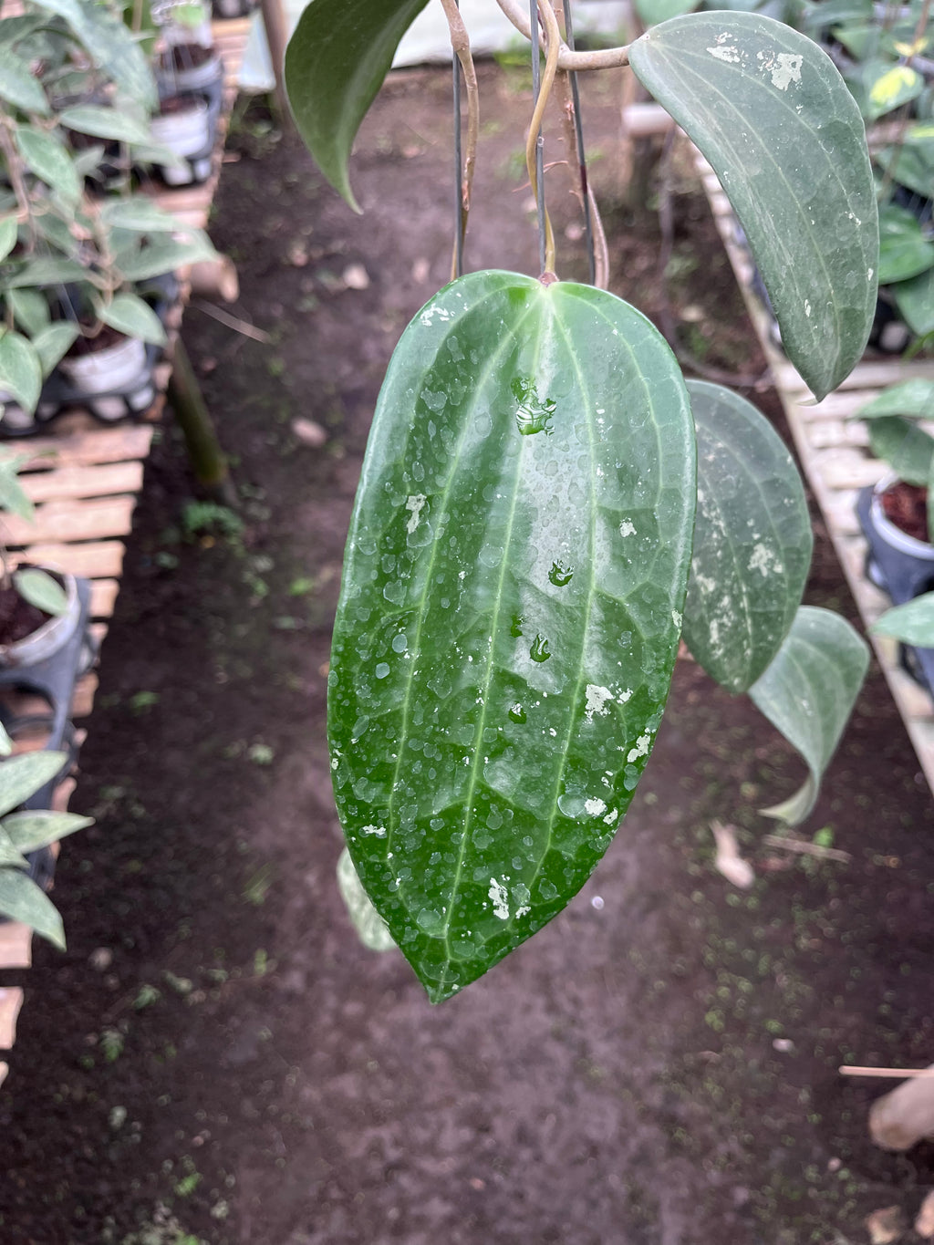 Hoya Machrophylla Splash