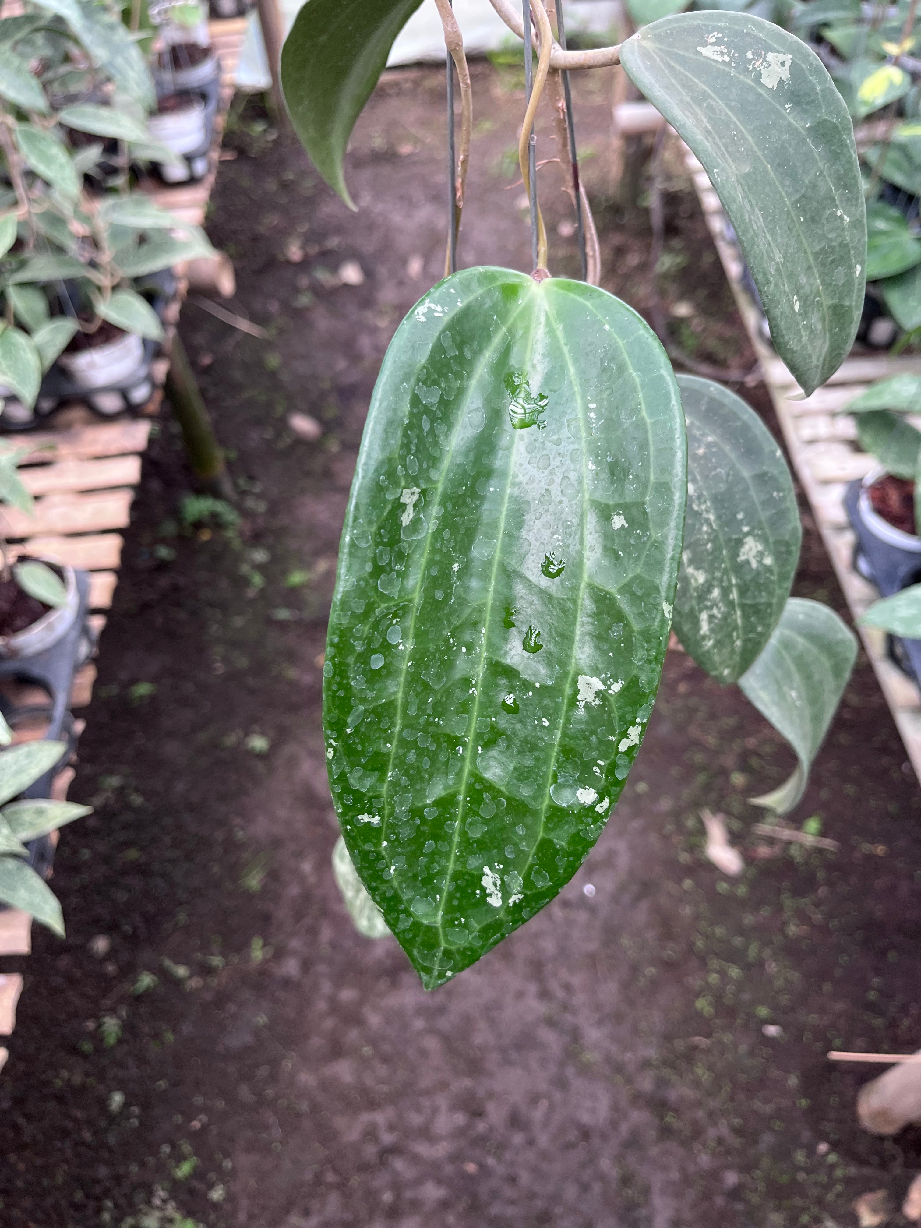 Hoya Machrophylla Splash