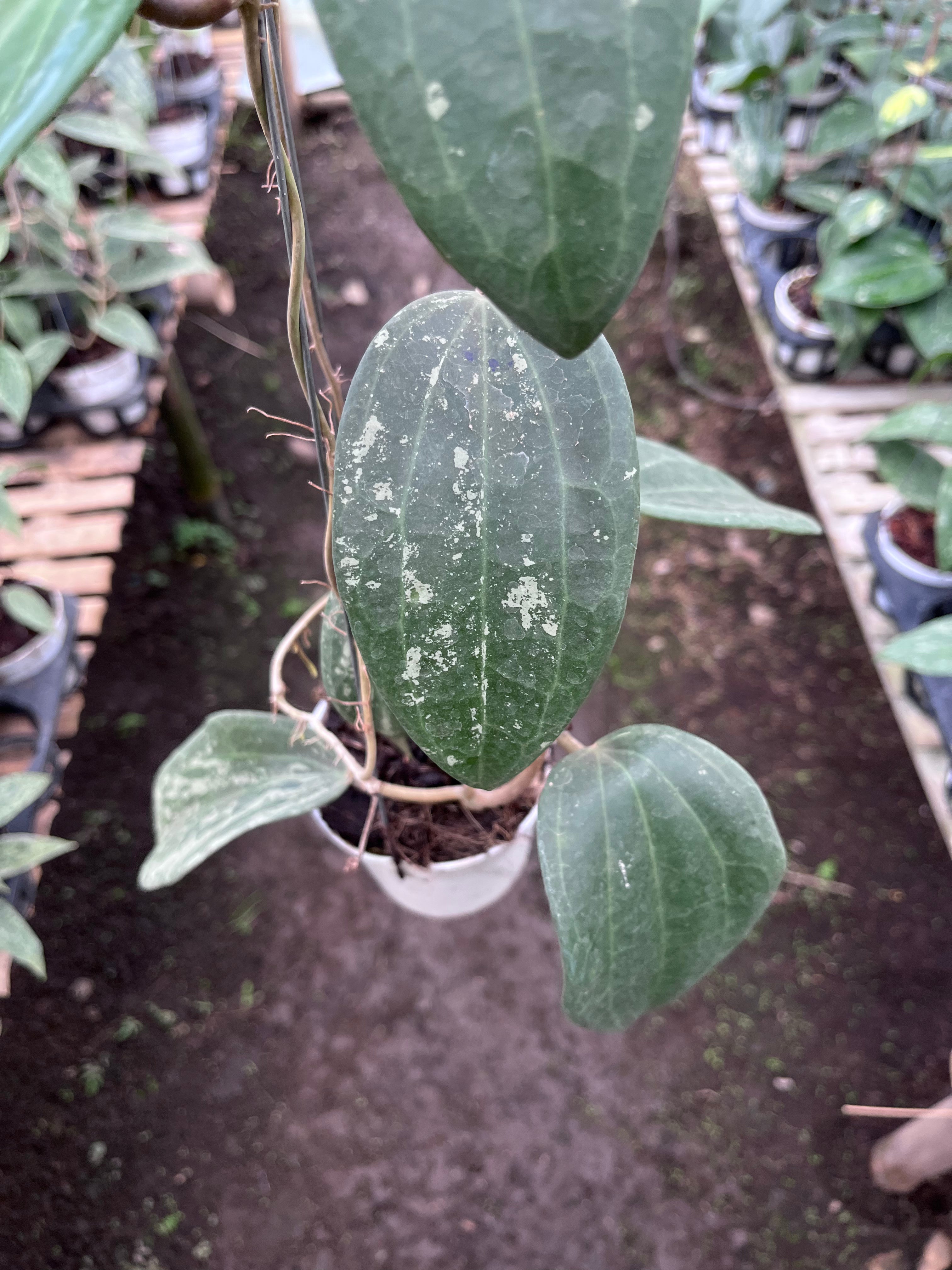 Hoya Machrophylla Splash