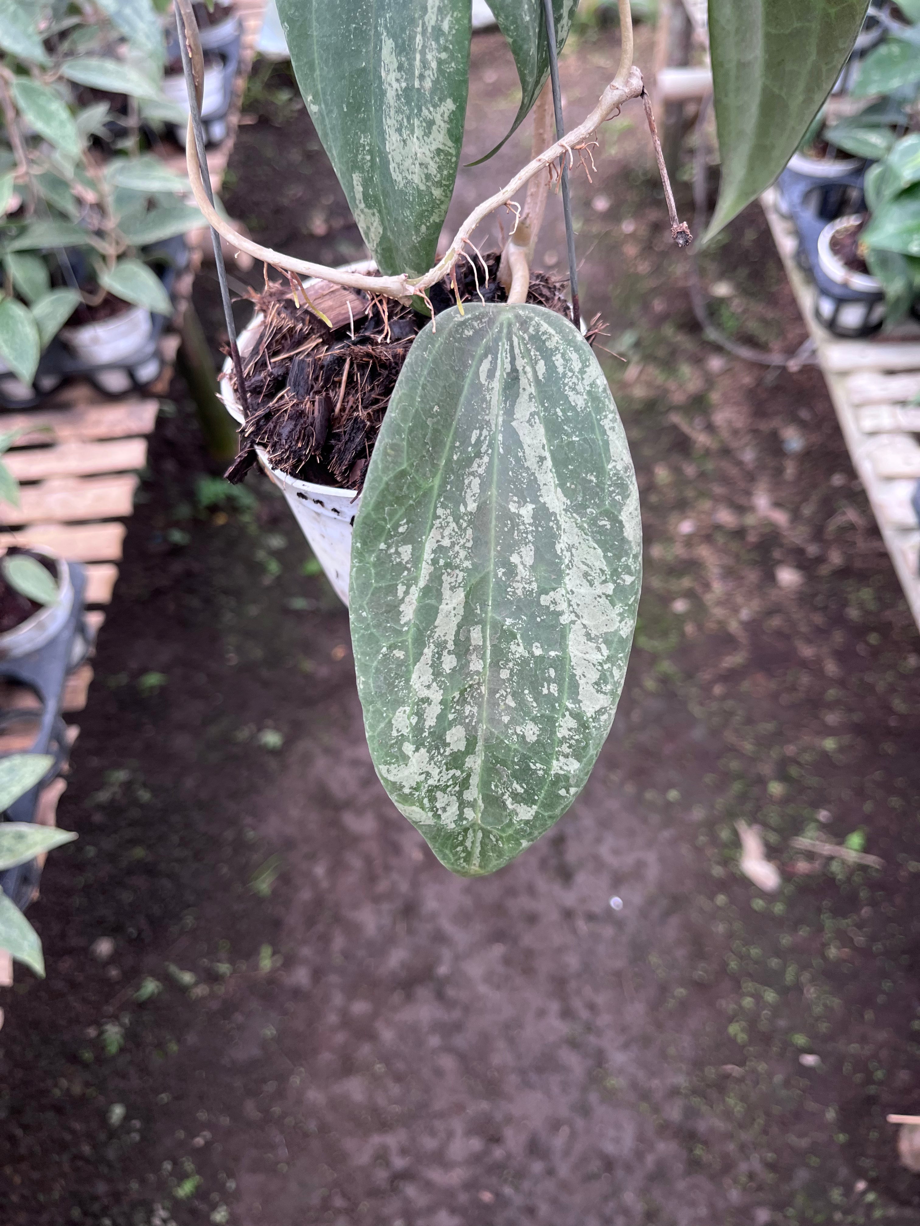 Hoya Machrophylla Splash