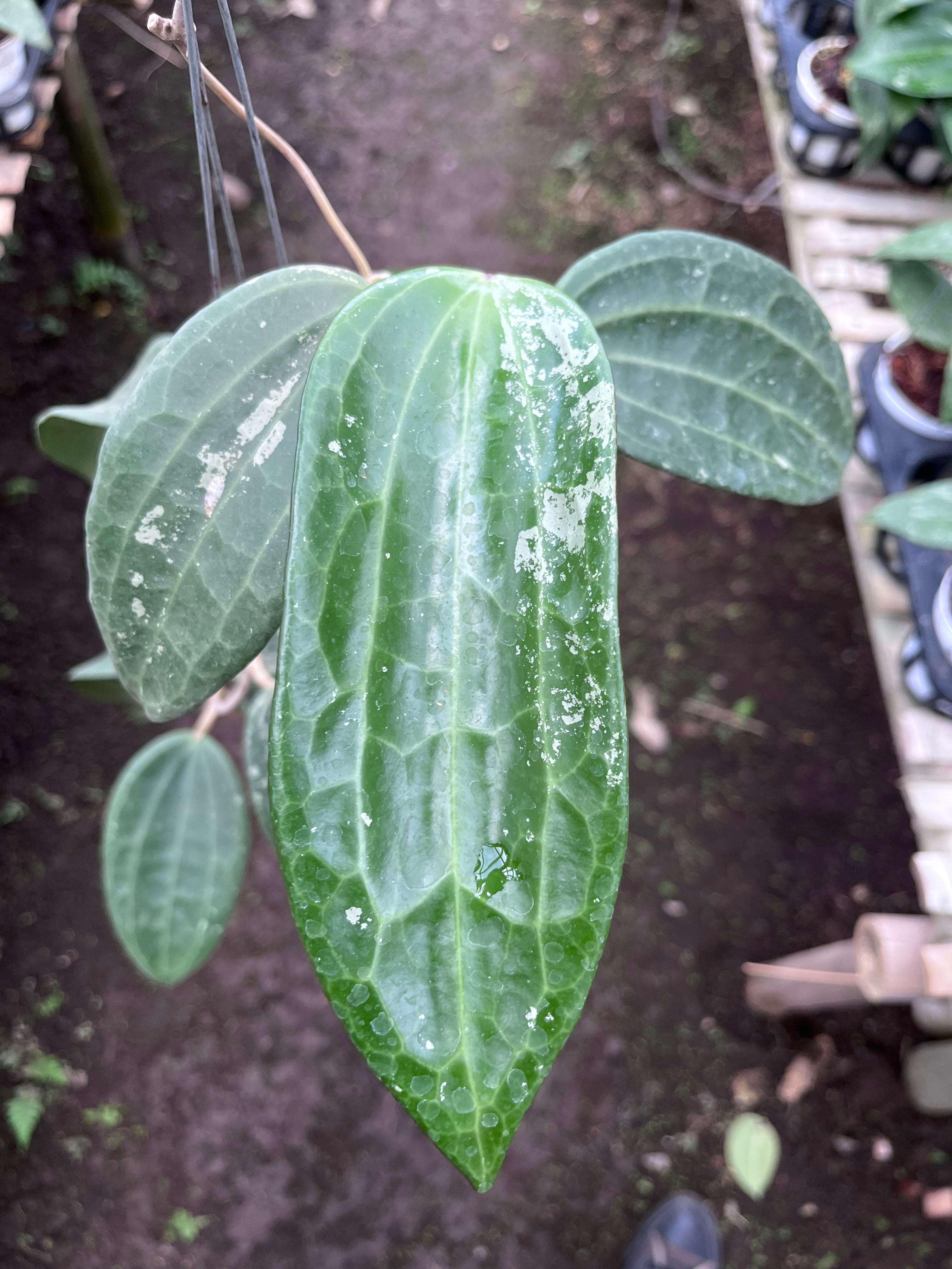 Hoya Machrophylla Splash