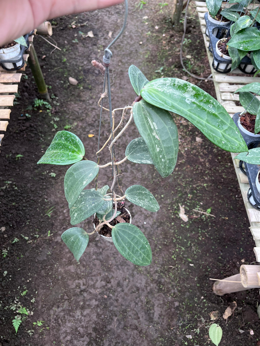 Hoya Machrophylla Splash