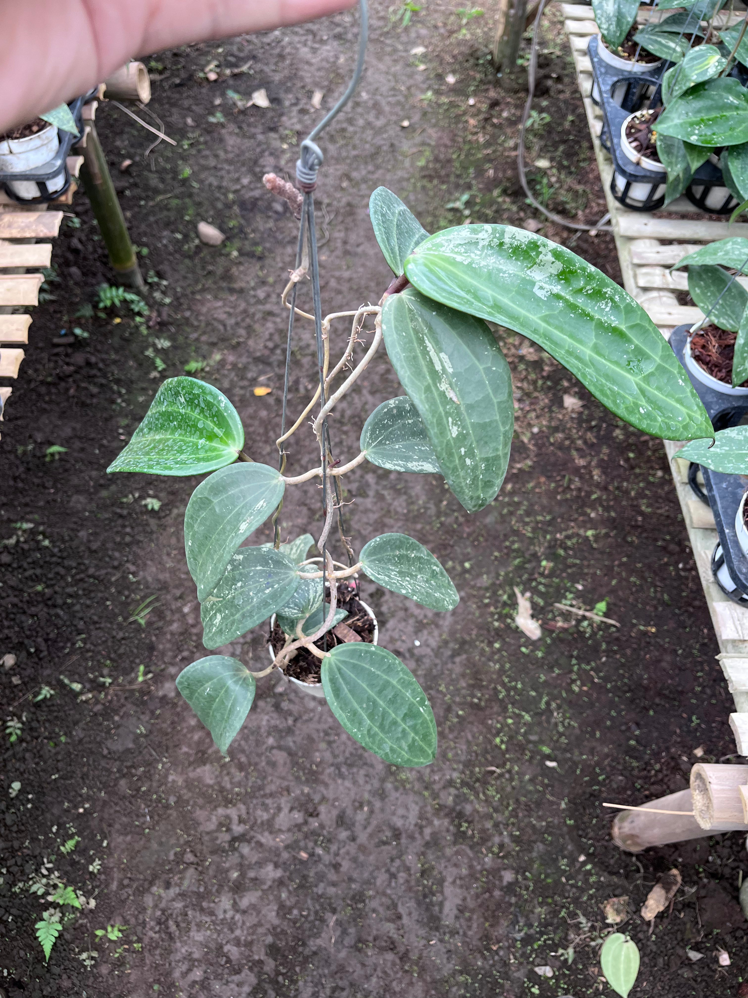 Hoya Machrophylla Splash