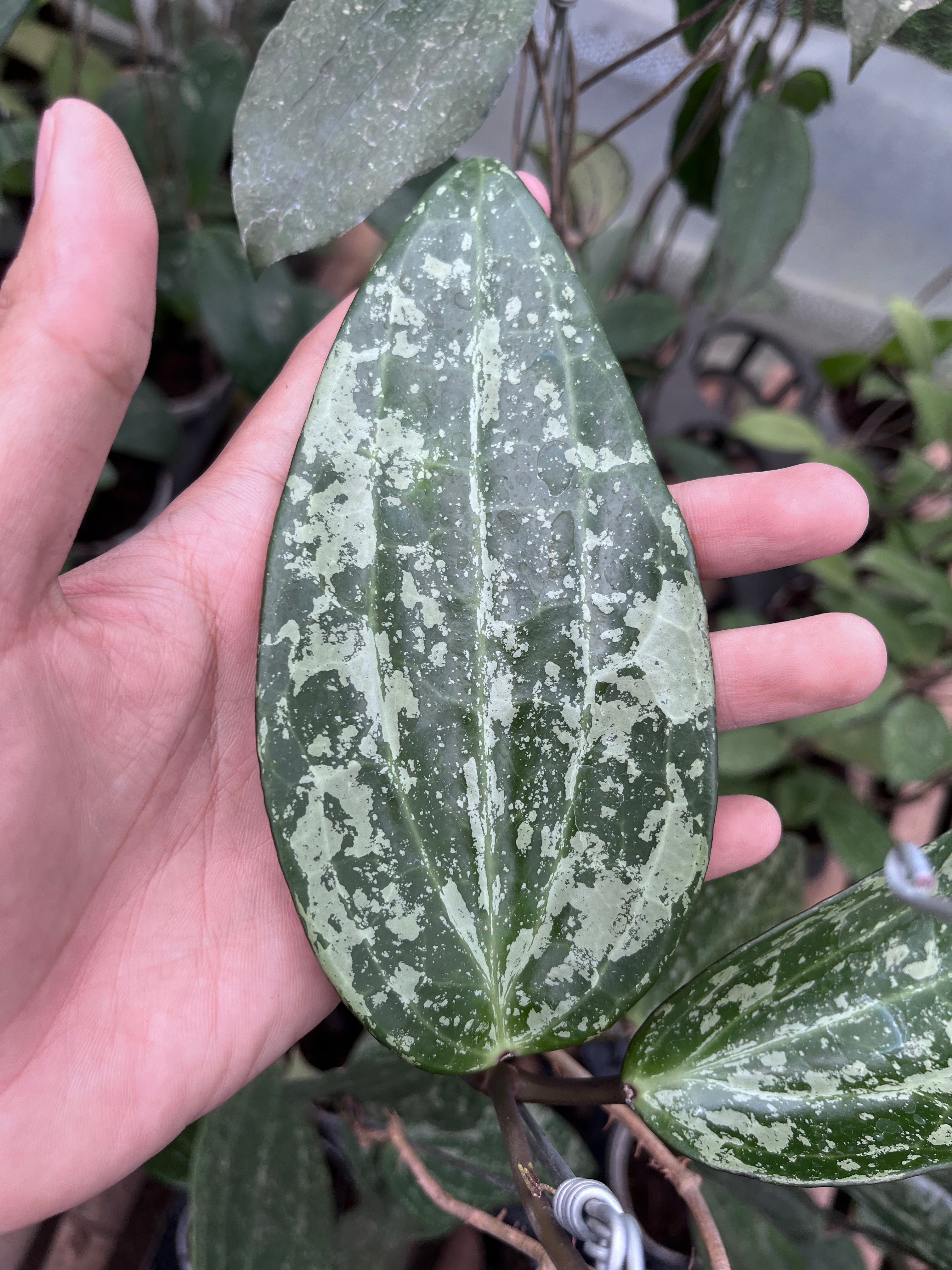Hoya Machrophylla Splash